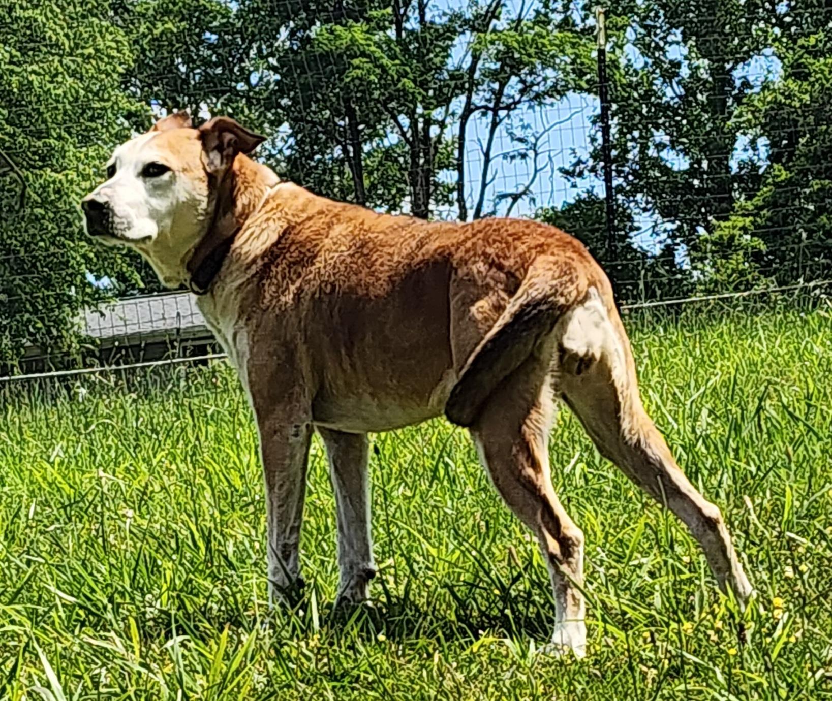 Charlene, a Adoptable mixed breed in Wheelersburg, OH image 5/6