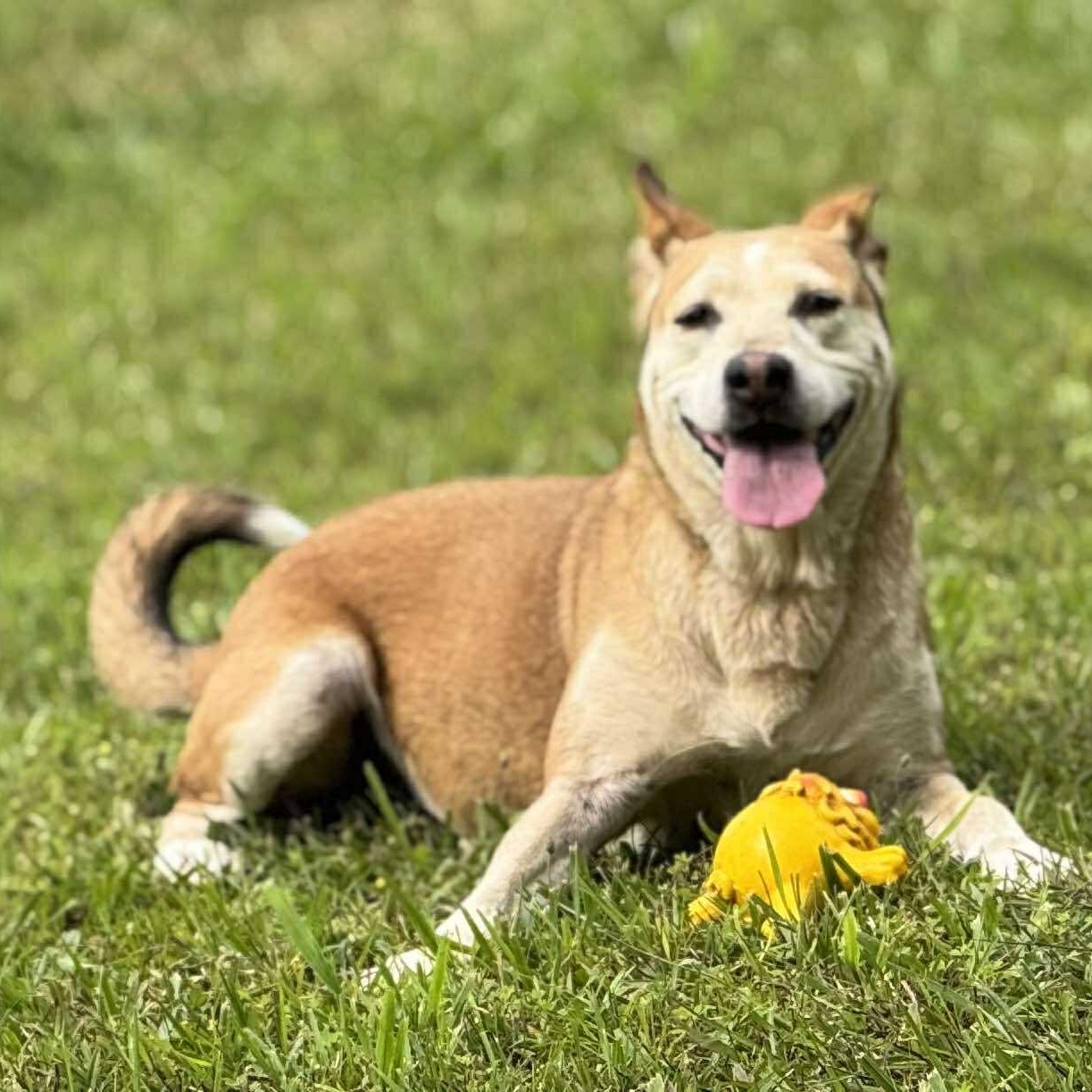 Charlene, a Adoptable mixed breed in Wheelersburg, OH image 2/6