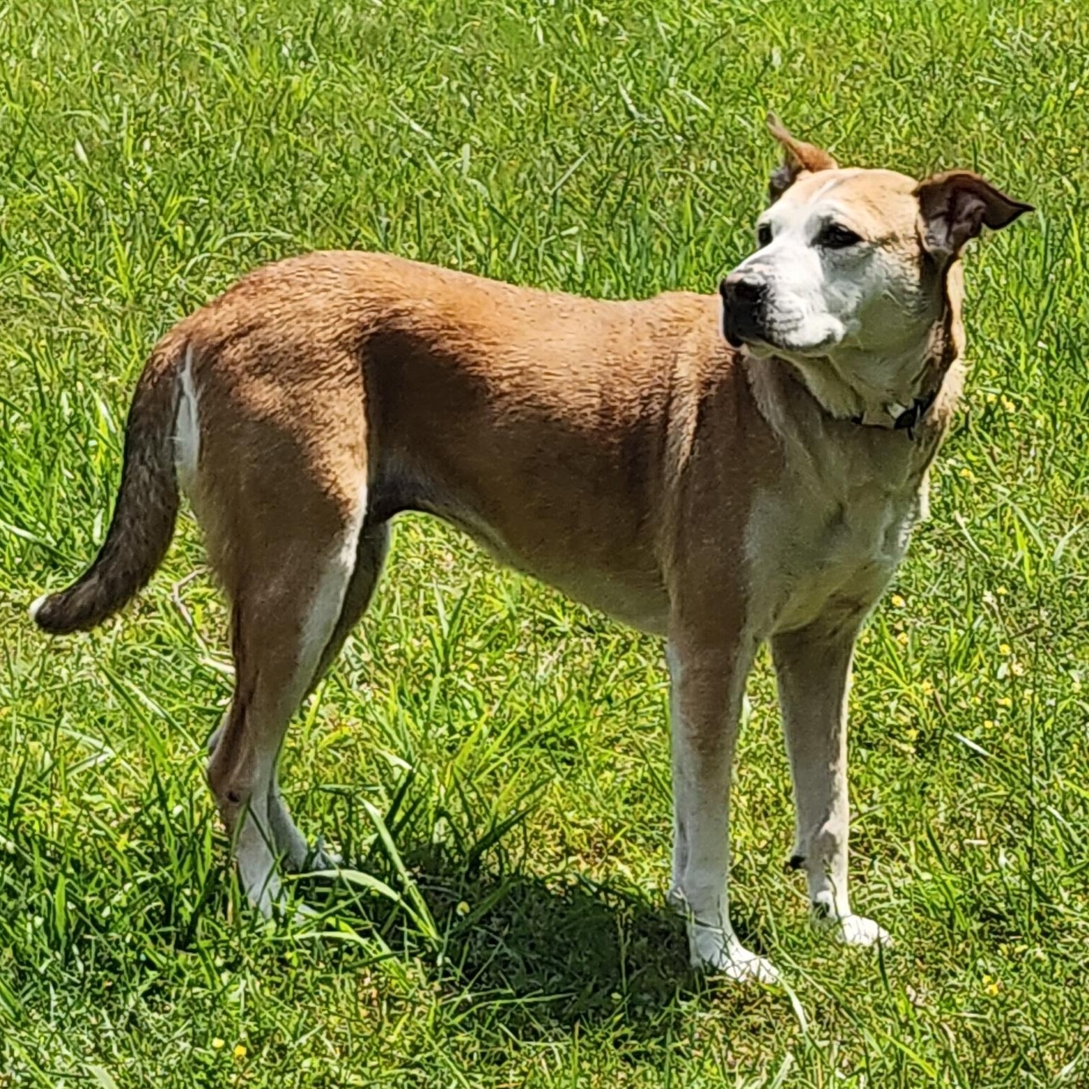 Charlene, a Adoptable mixed breed in Wheelersburg, OH image 6/6