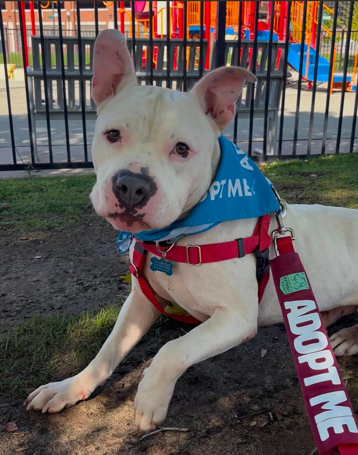 Hooch, Adoptable, Young Male Mixed Breed.