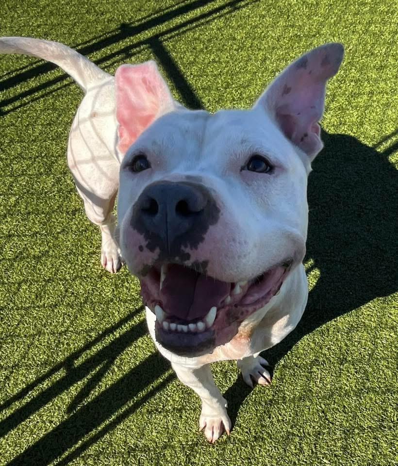 Hooch, Adoptable, Young Male Mixed Breed.