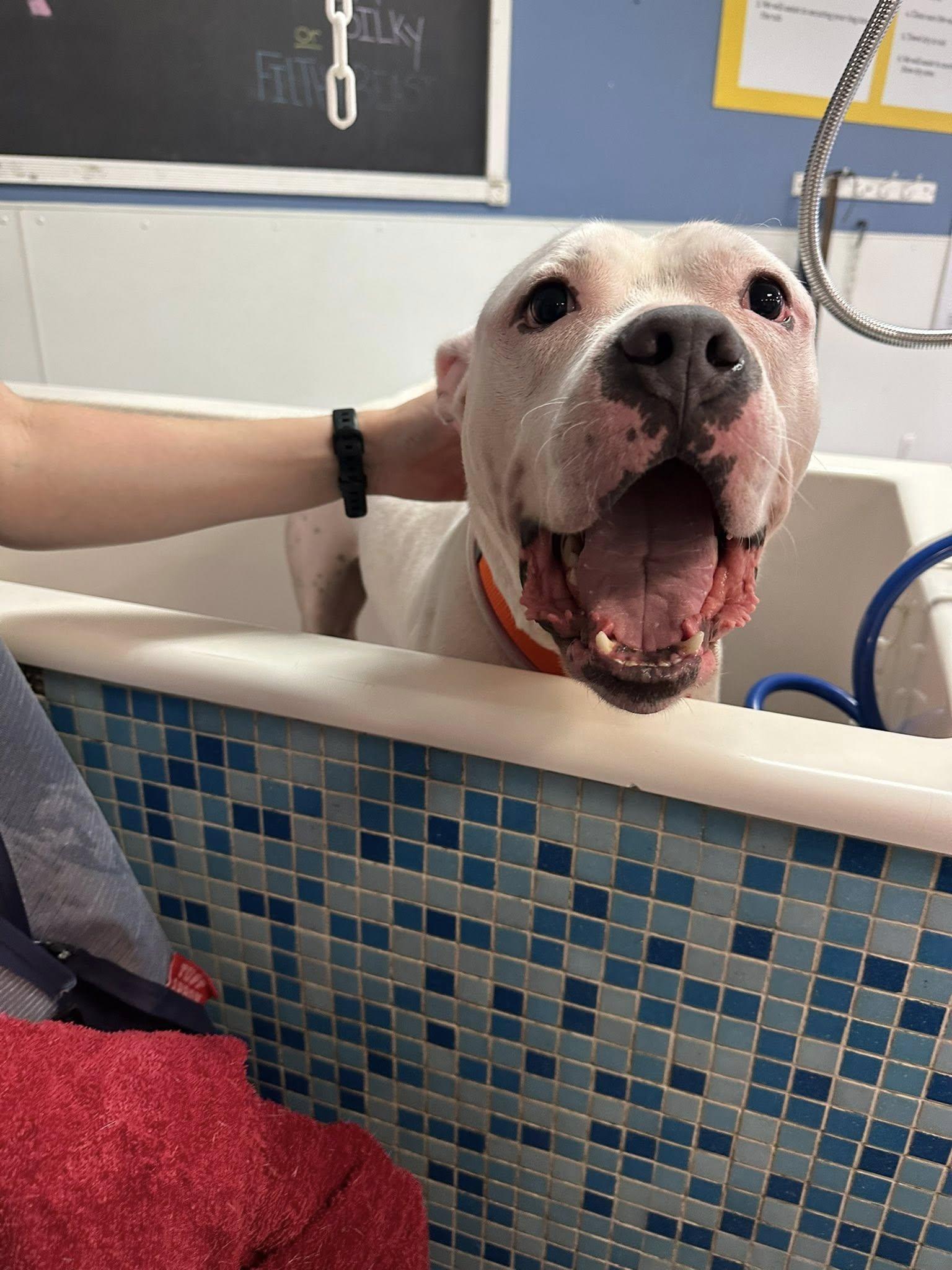 Enlarge Hooch, a Adoptable mixed breed in Pleasant Ridge, MI image 3/5