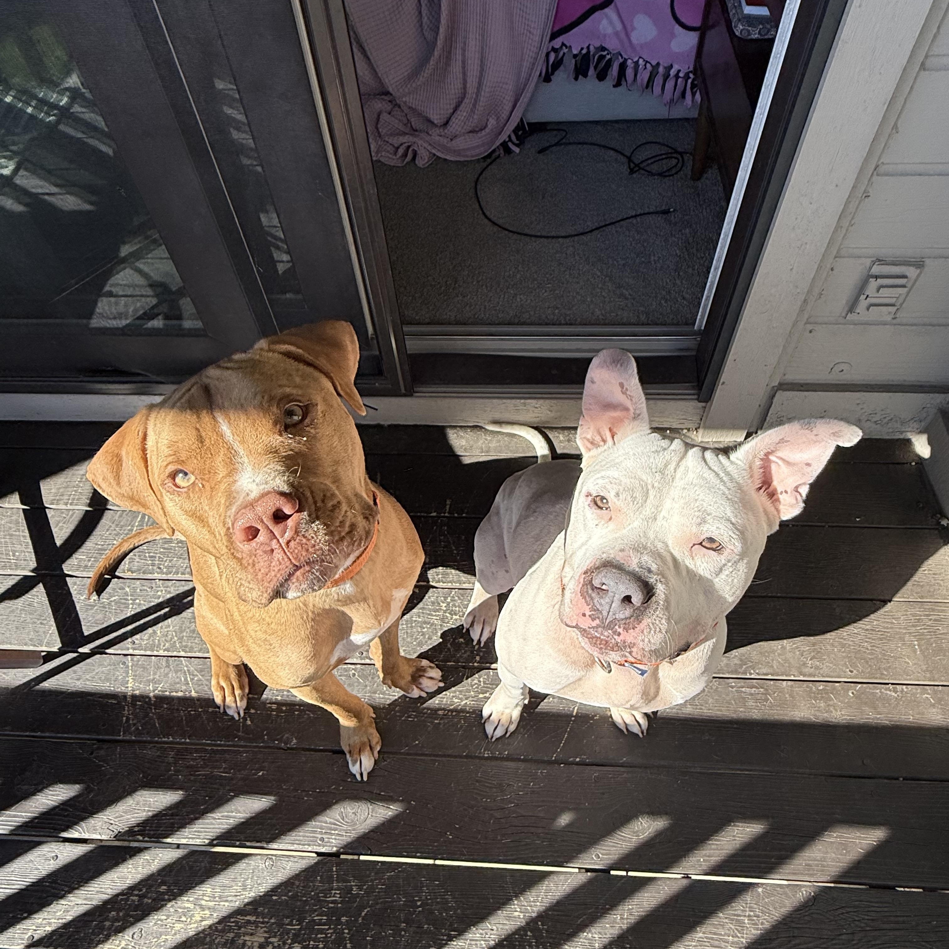 Enlarge Hooch, a Adoptable mixed breed in Pleasant Ridge, MI image 5/5