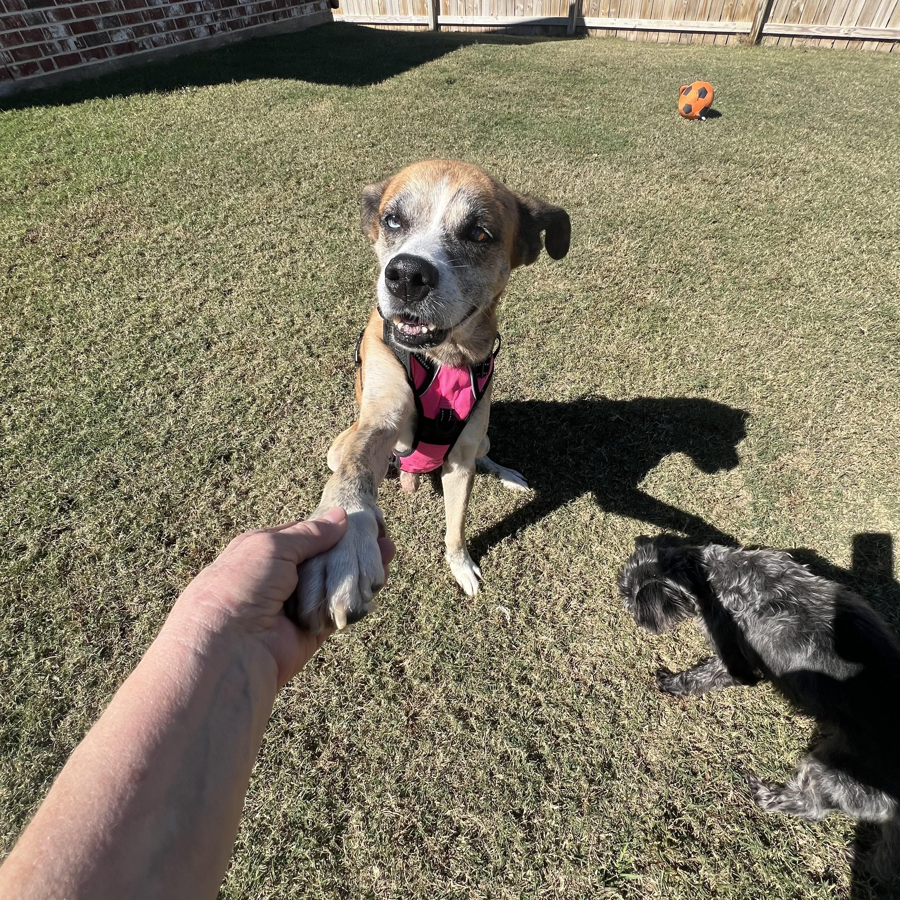 Enlarge Ziggy, a Adoptable mixed breed in Mabank, TX image 1/4