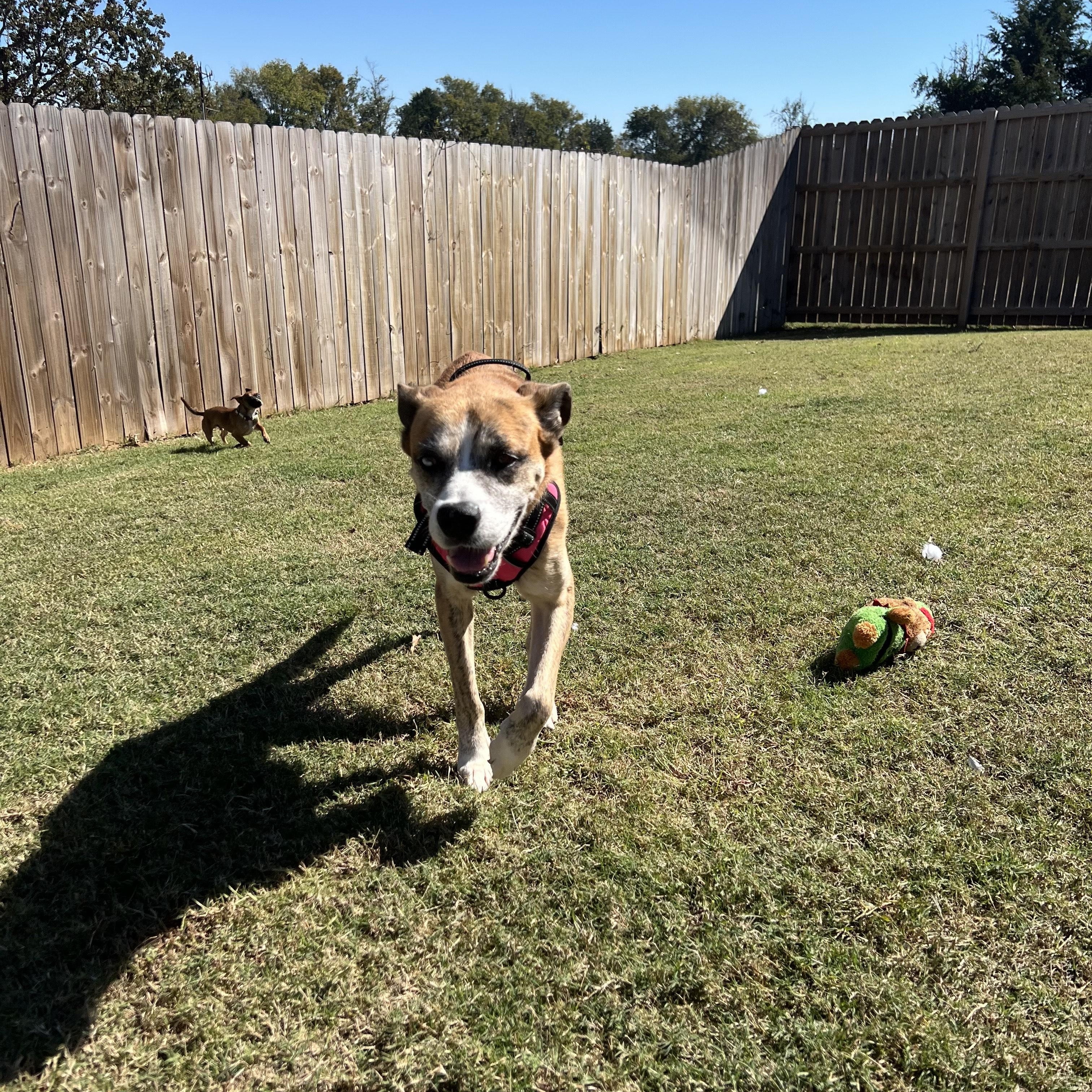Enlarge Ziggy, a Adoptable mixed breed in Mabank, TX image 2/4