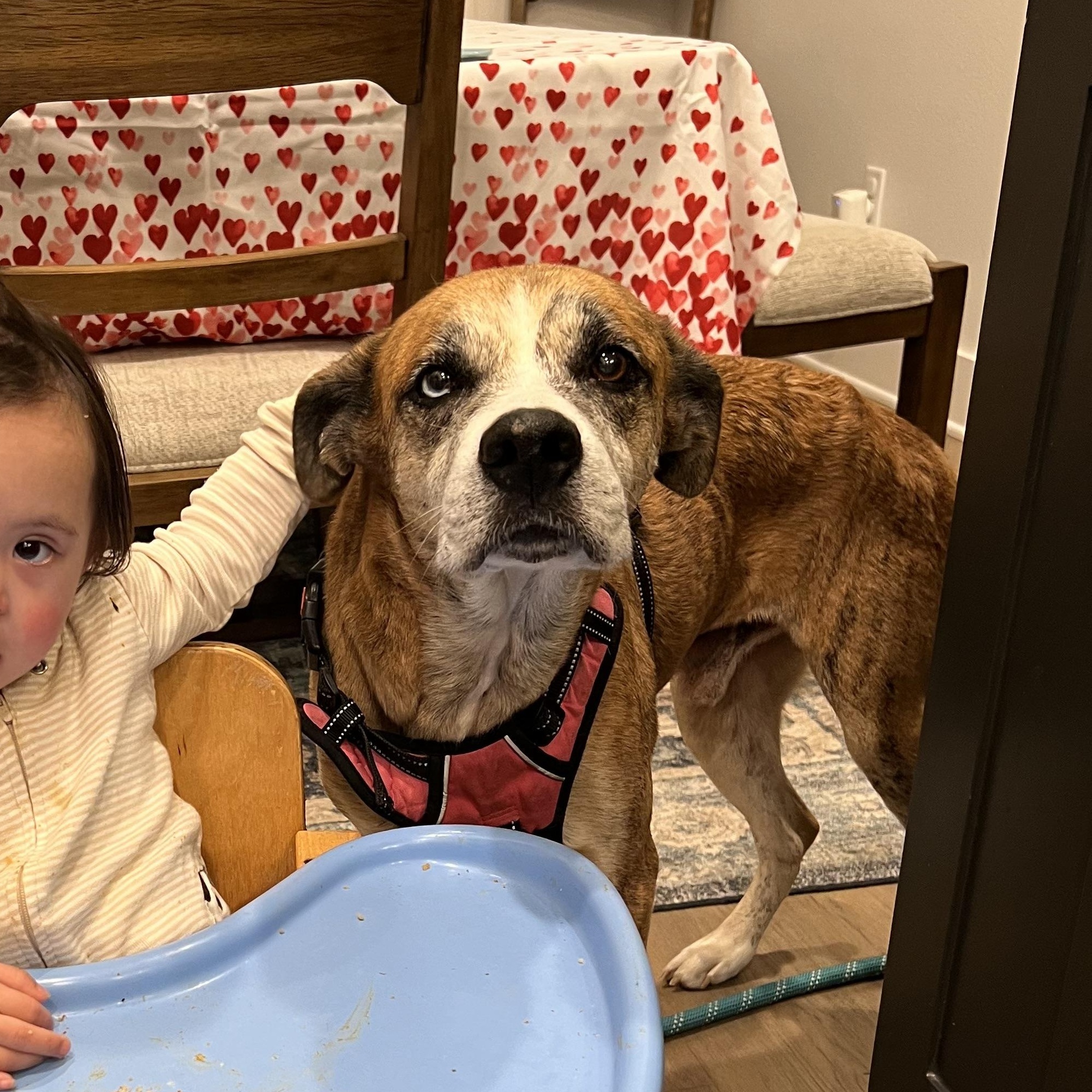 Enlarge Ziggy, a Adoptable mixed breed in Mabank, TX image 5/5