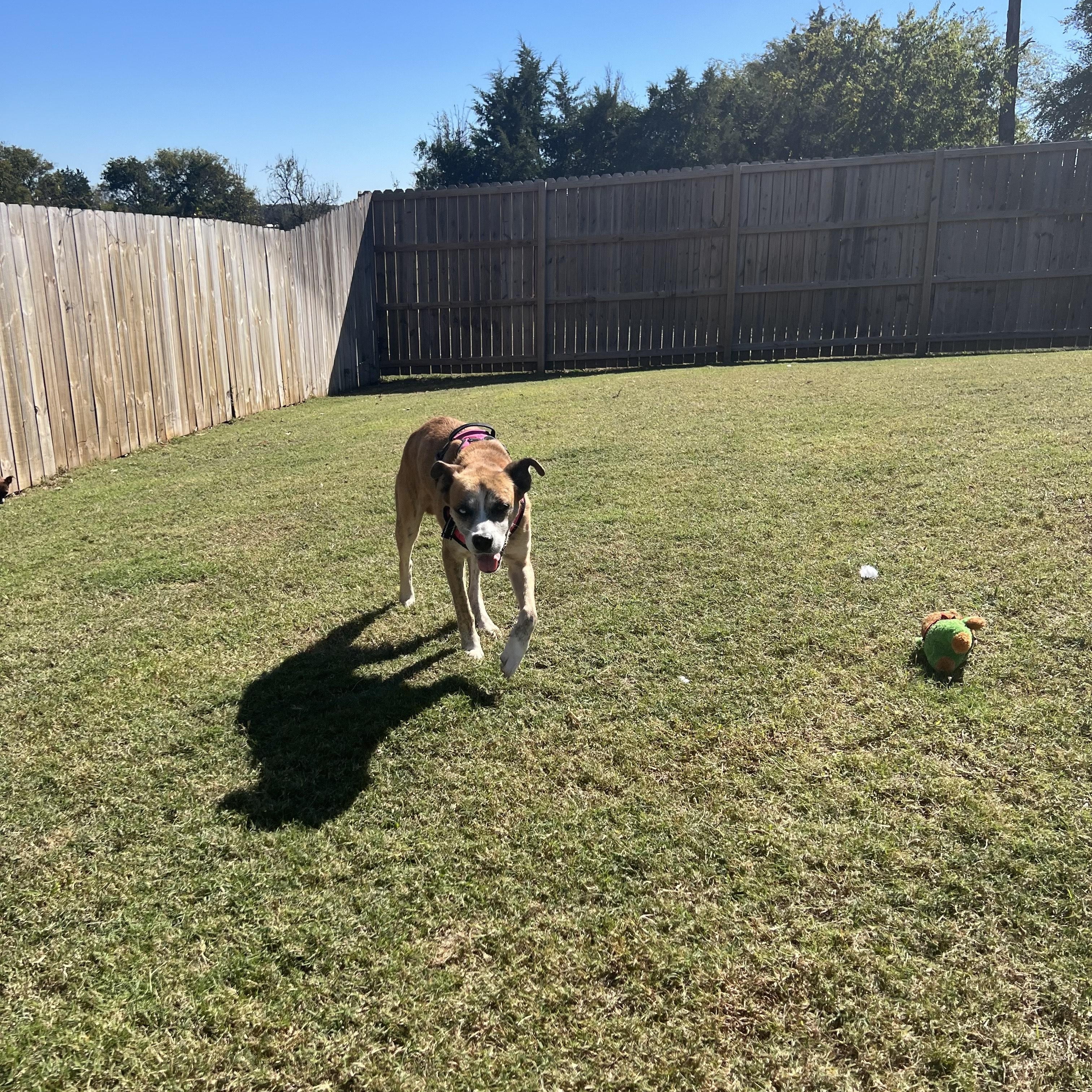 Enlarge Ziggy, a Adoptable mixed breed in Mabank, TX image 4/4