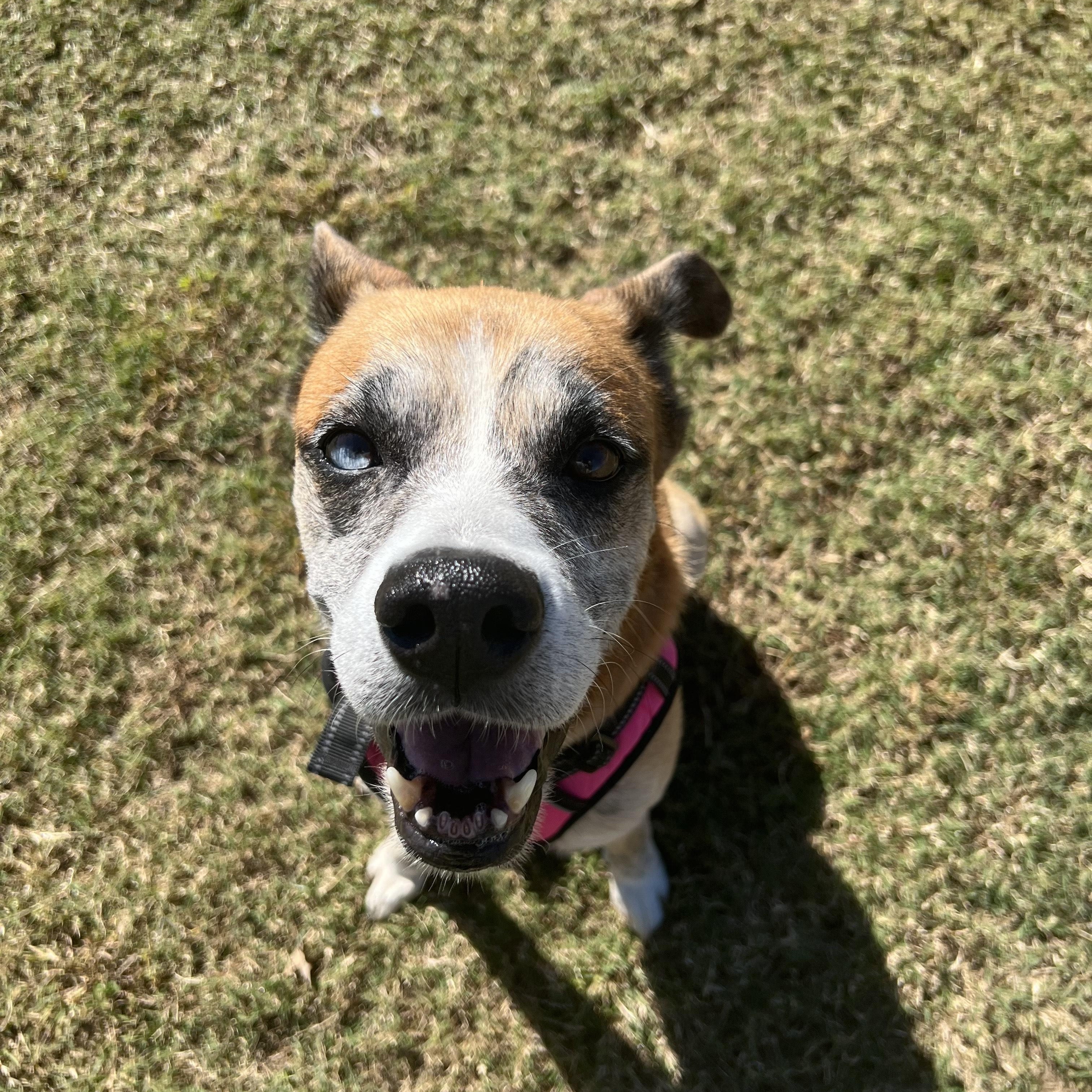 Enlarge Ziggy, a Adoptable mixed breed in Mabank, TX image 3/4