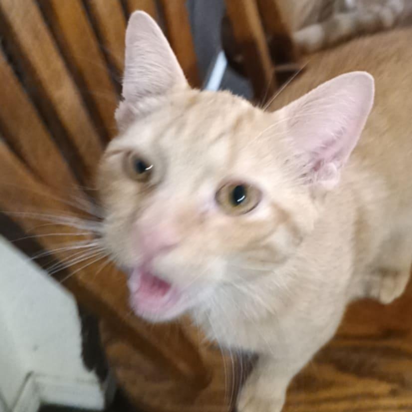 Colby Jack, an adopted mixed breed in Antioch, CA image 3/6