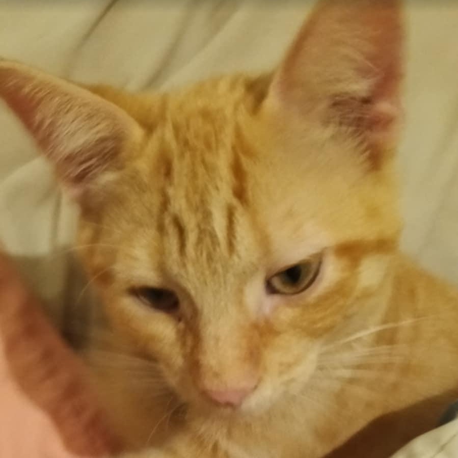 Colby Jack, an adopted mixed breed in Antioch, CA image 5/6