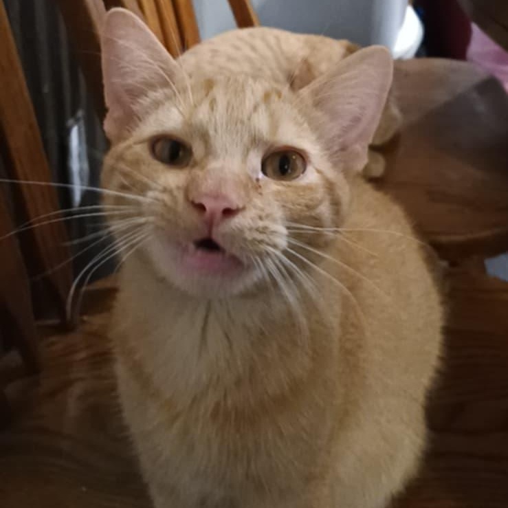 Colby Jack, an adopted mixed breed in Antioch, CA image 1/6