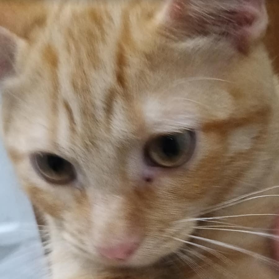 Colby Jack, an adopted mixed breed in Antioch, CA image 6/6