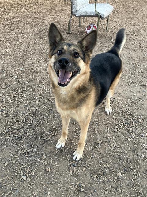 LADY, Adoptable, Senior Female German Shepherd Dog & Mixed Breed.