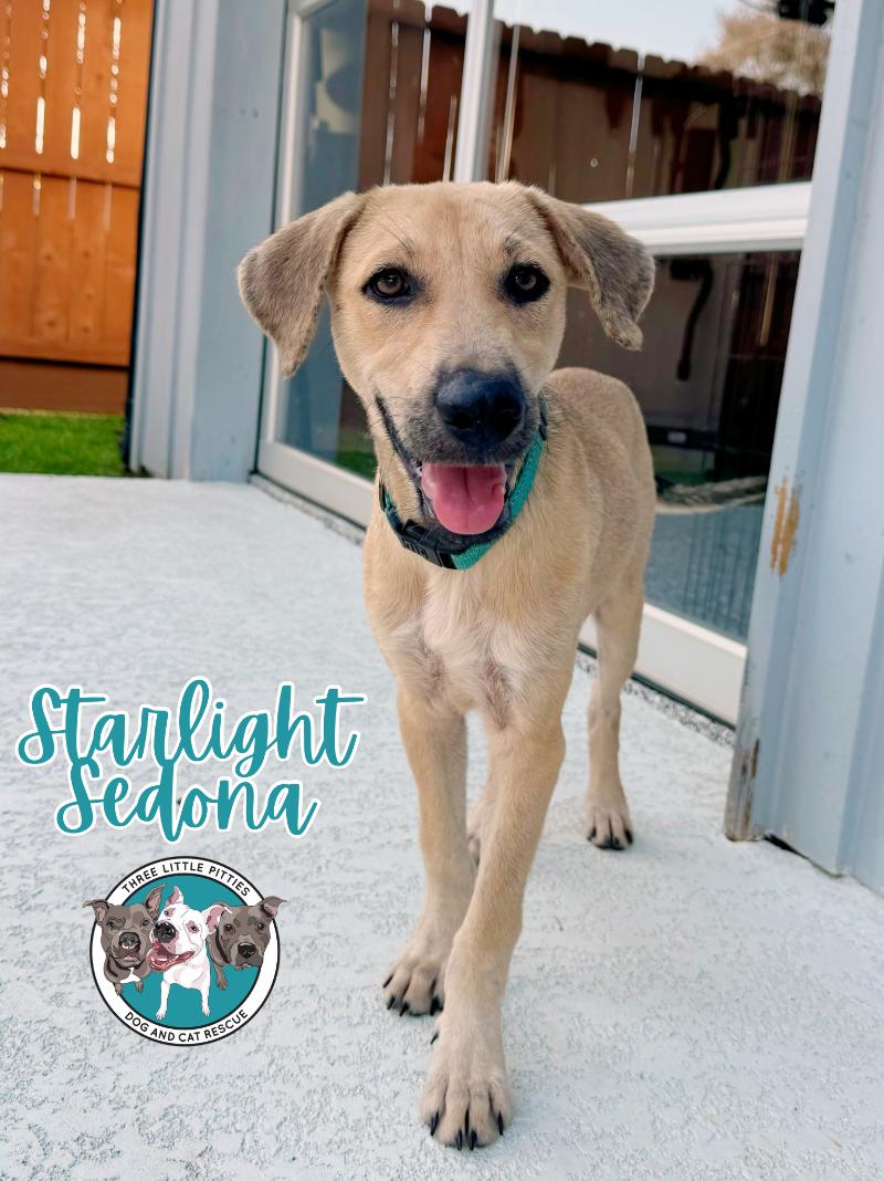 Dog for adoption - Starlight Sedona, a German Shepherd Dog & Labrador ...