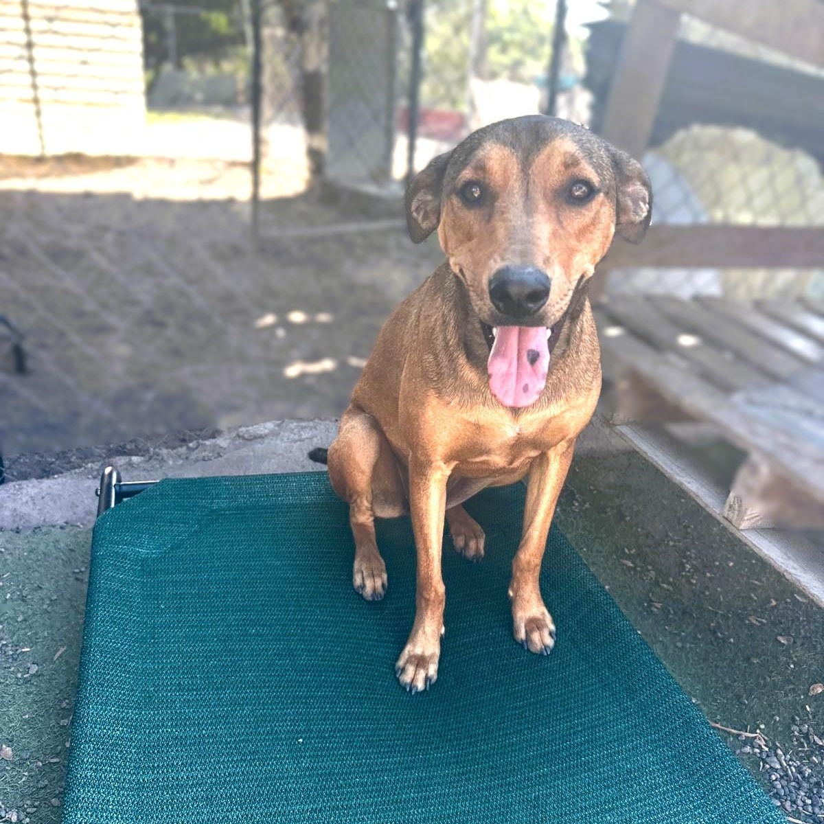 Dora