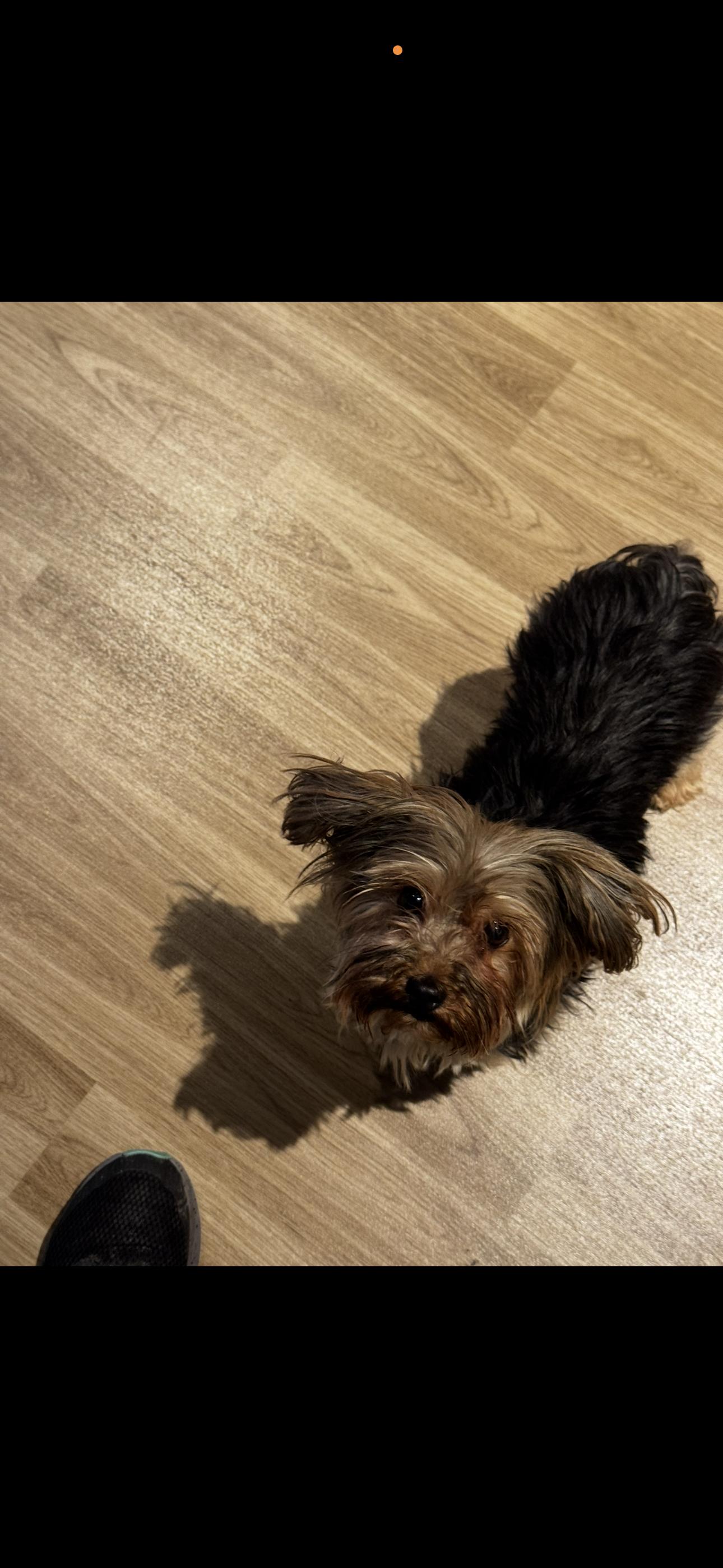 Enlarge Annie, a ADOPTABLE Yorkshire Terrier in Chesterfield, MO image 2/2