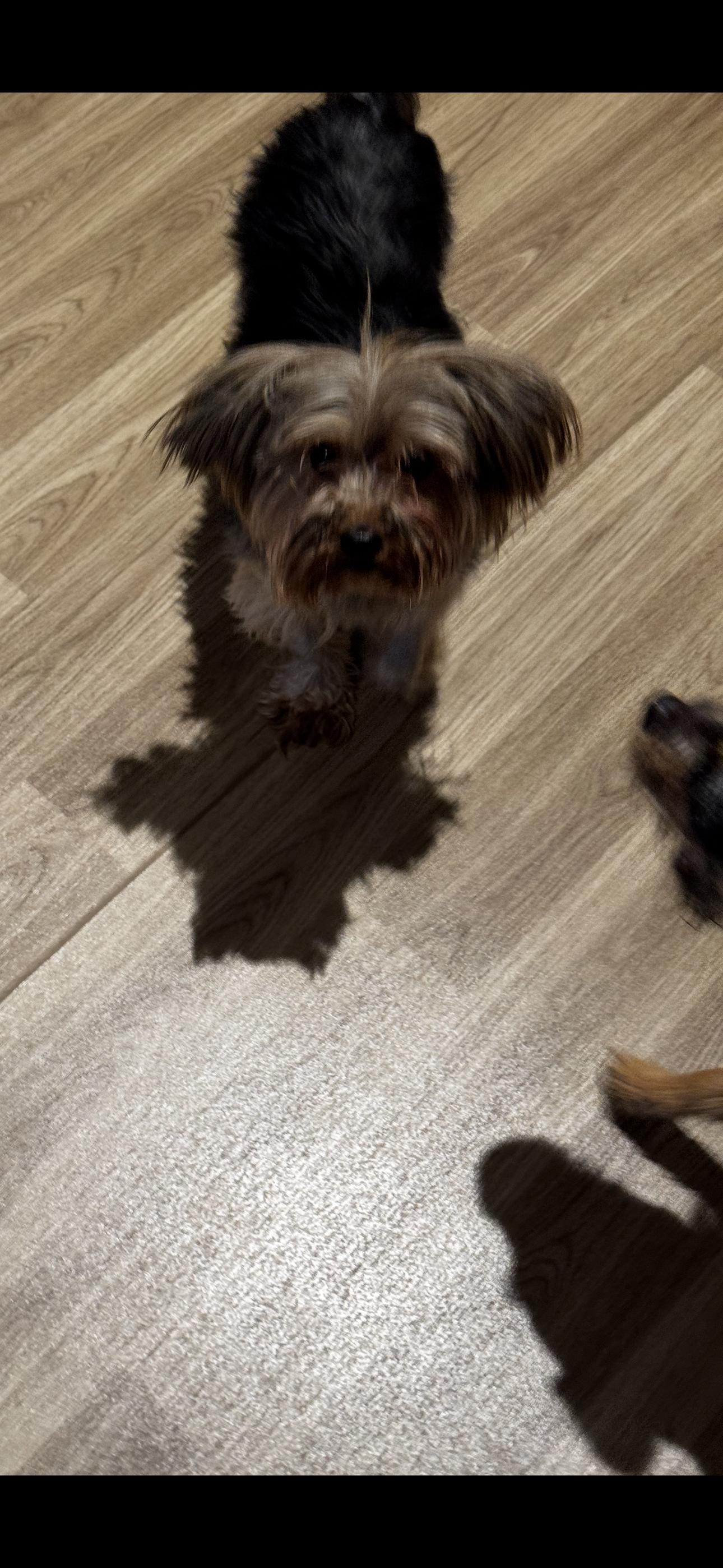 Annie, ADOPTABLE, Adult Female Yorkshire Terrier.