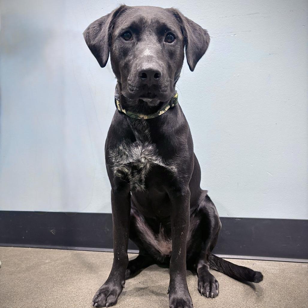 Gretchen, Adoptable, Young Female Mixed Breed.