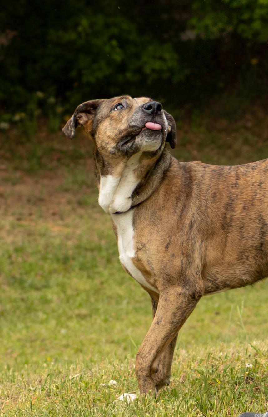 Enlarge Naruto, a Adopted Mixed Breed in Durham, NC image 2/2