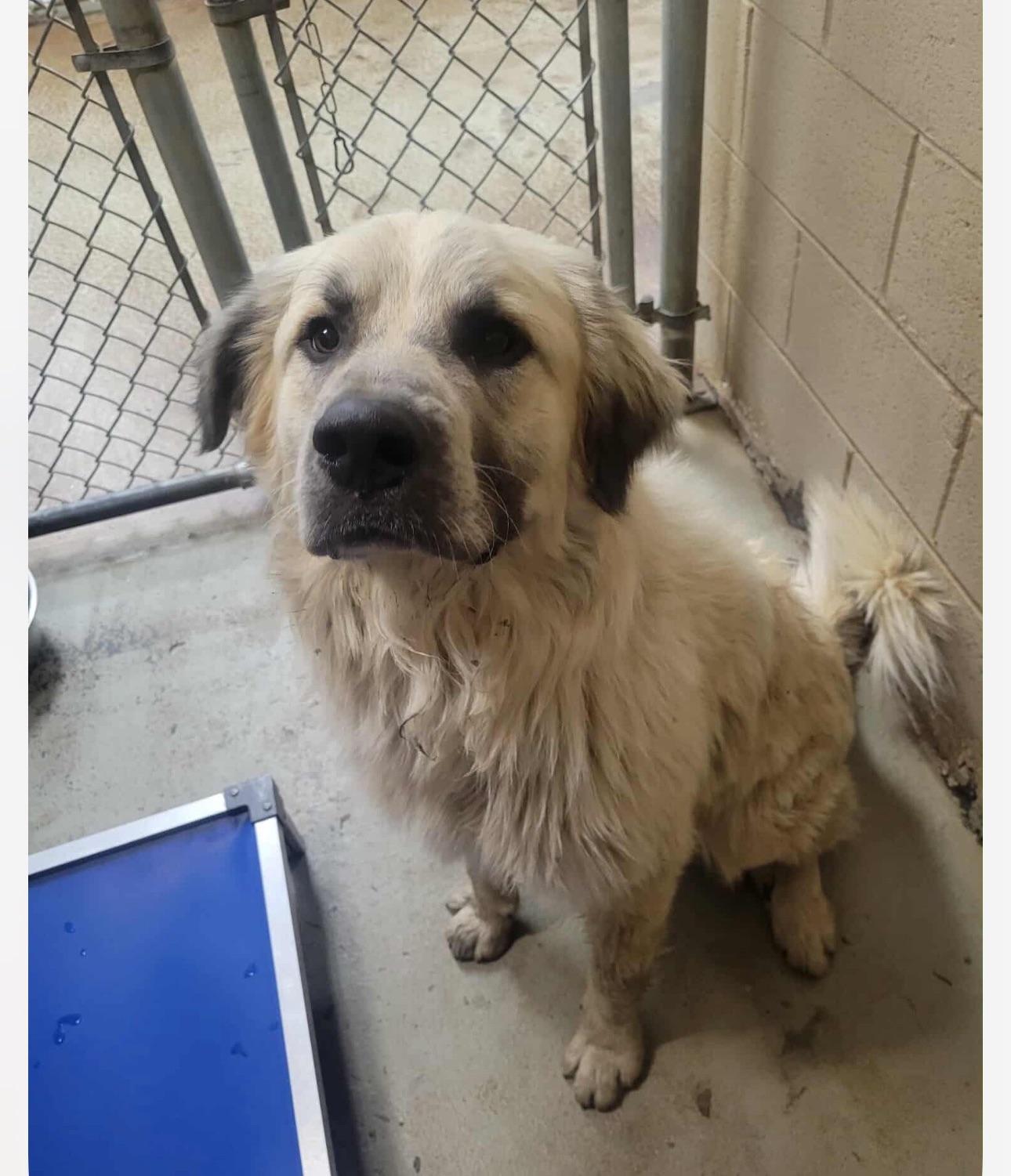 Samuel, Adoptable, Adult Male Mixed Breed.