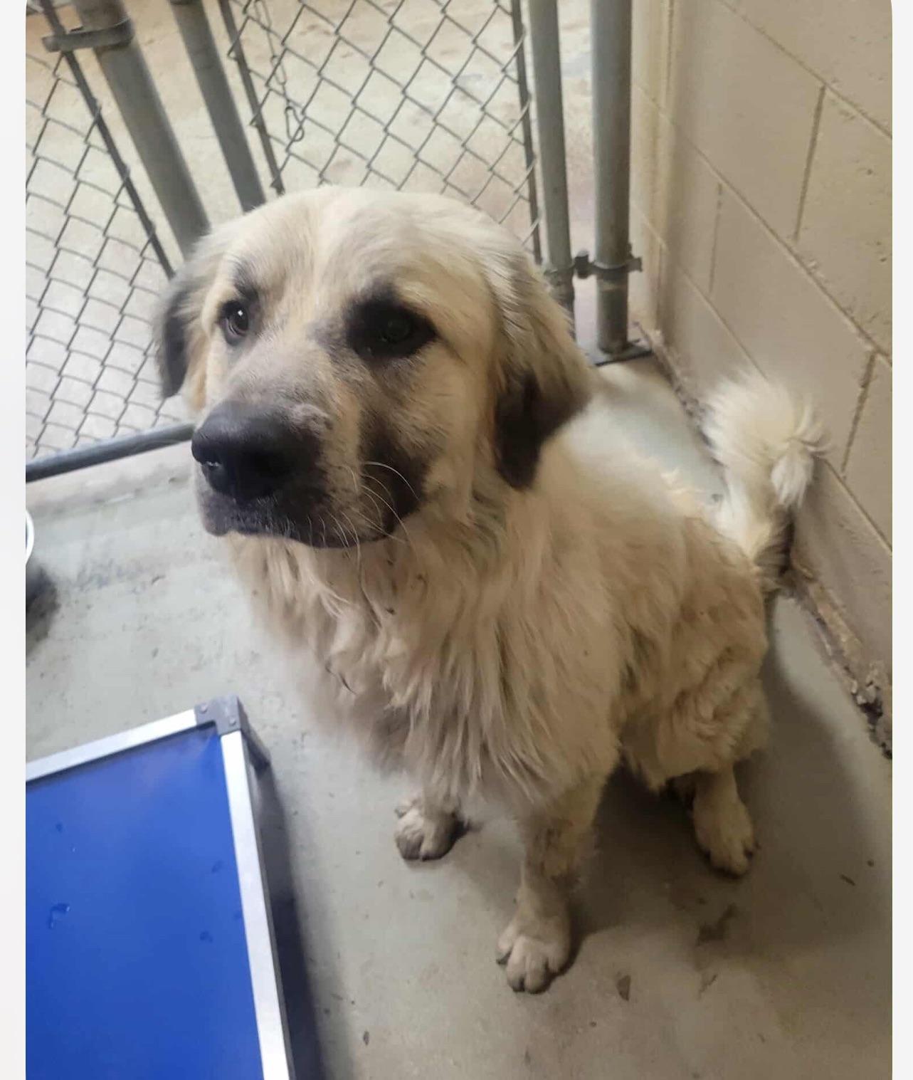 Enlarge Samuel, a Adoptable Mixed Breed in Fairfield, NJ image 2/2