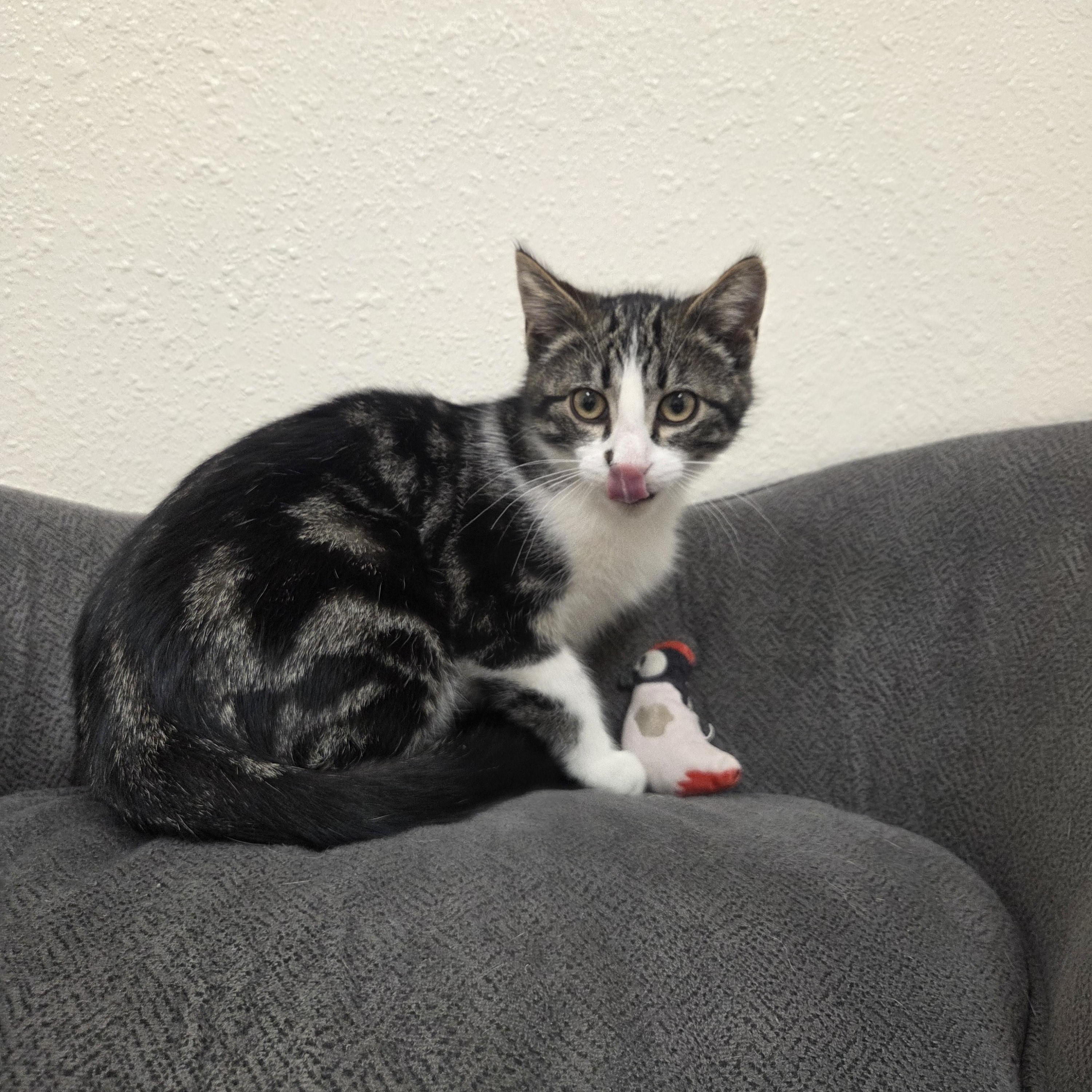 Gene, an adopted Domestic Short Hair in Red Wing, MN image 3/5
