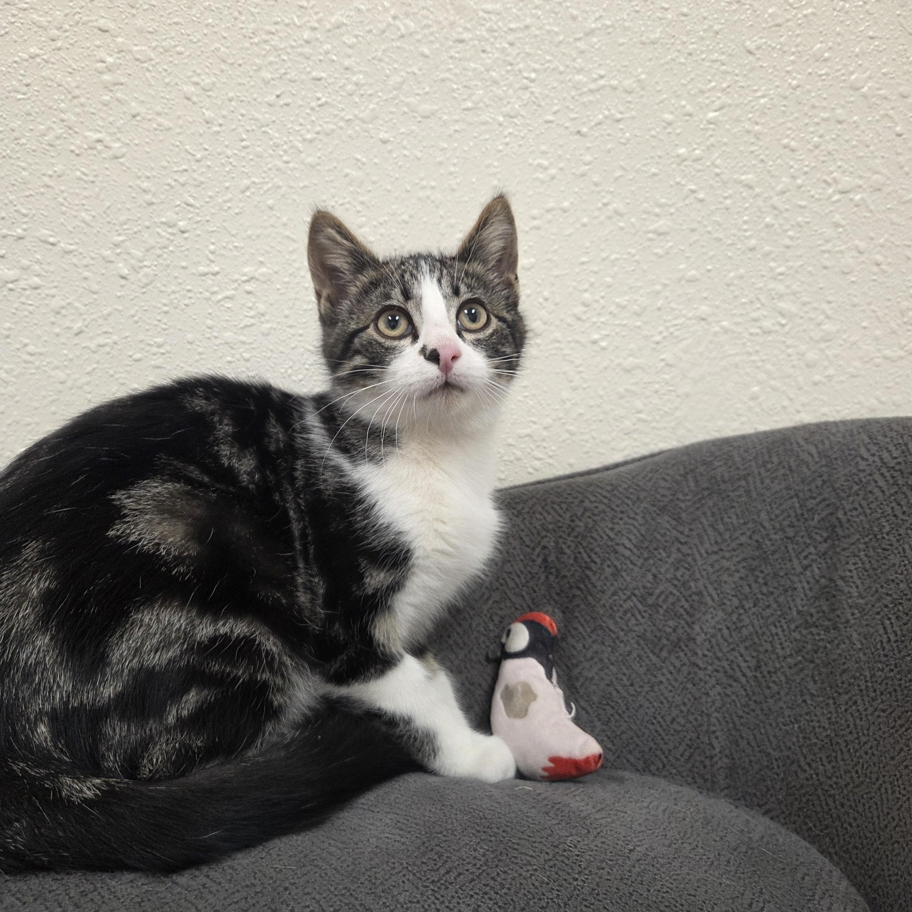 Gene, an adopted Domestic Short Hair in Red Wing, MN image 1/5