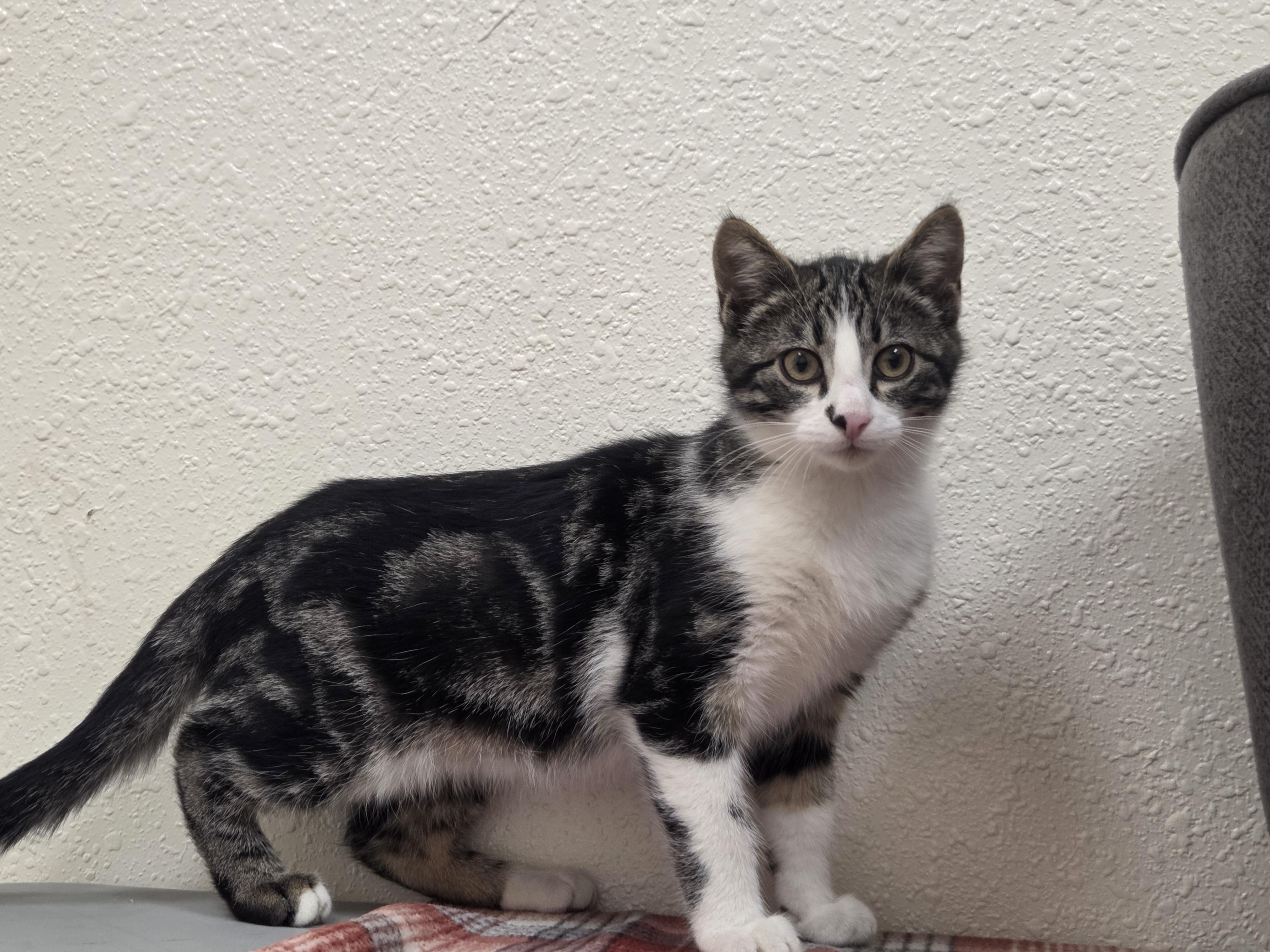 Gene, an adopted Domestic Short Hair in Red Wing, MN image 5/5