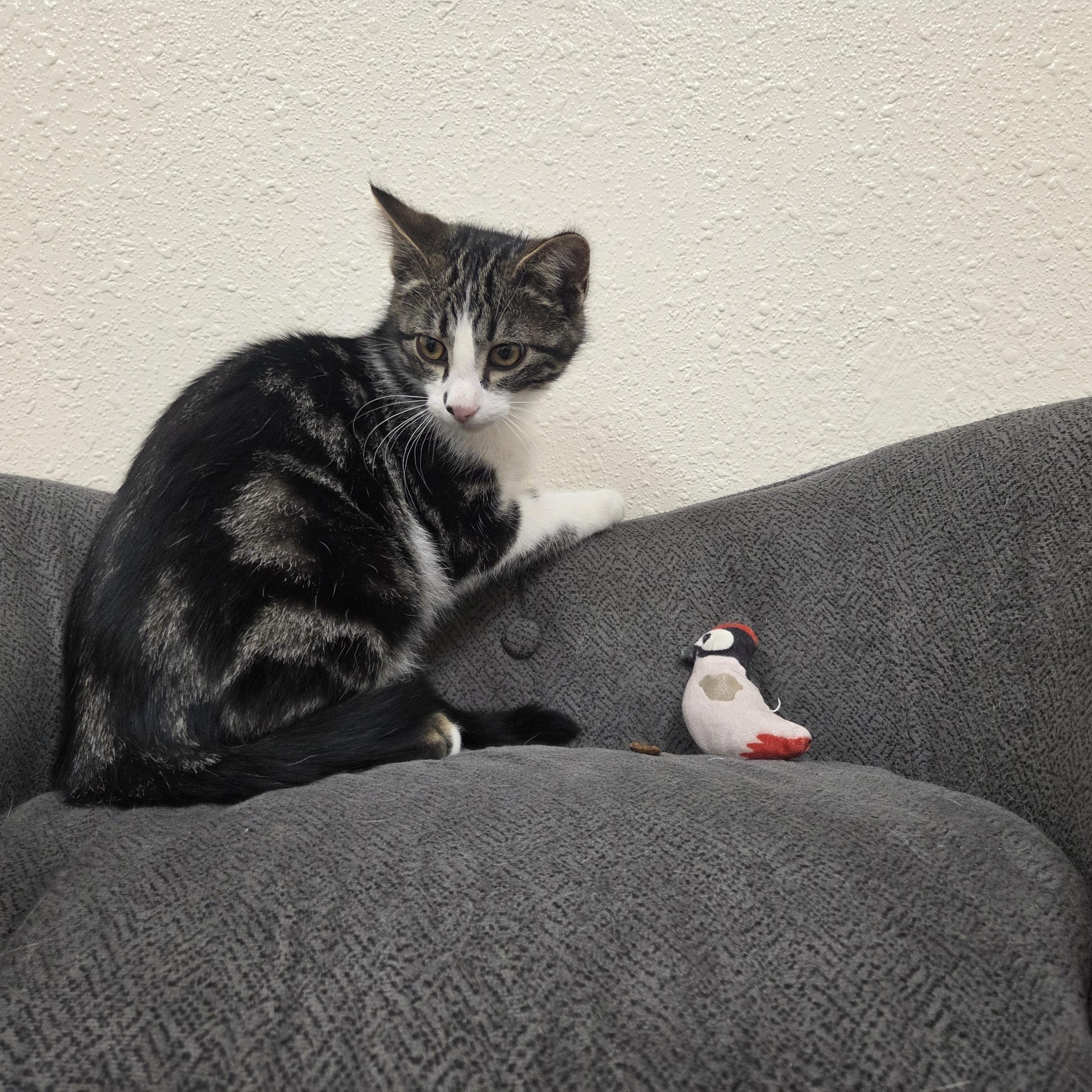 Gene, an adopted Domestic Short Hair in Red Wing, MN image 4/5