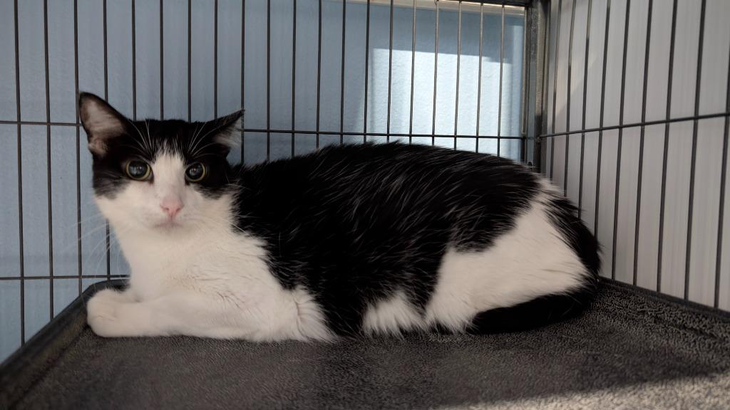 Mama Mia, Adoptable, Adult Female Domestic Short Hair.