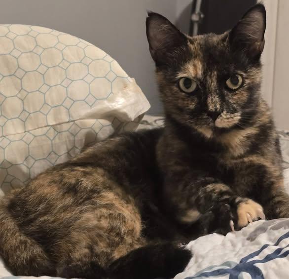 Enlarge Marcy, a Adoptable Domestic Short Hair in Wilmington, NC image 1/1