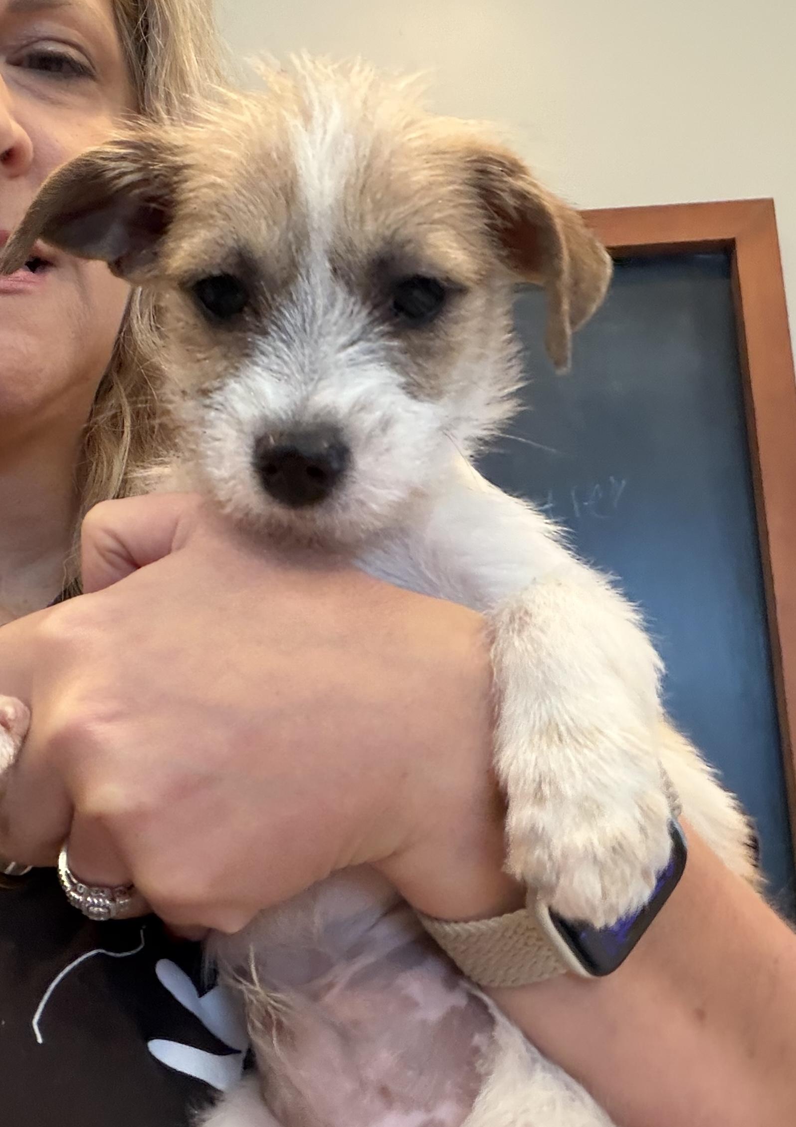 Nicholas, ADOPTABLE, Young Male Terrier & Mixed Breed.