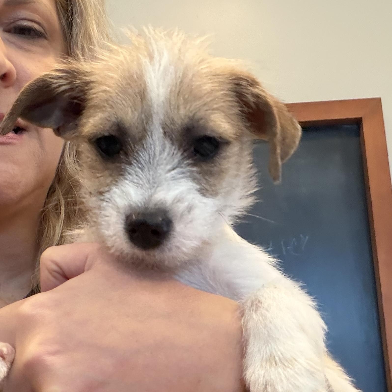 Enlarge Nicholas, an adoption pending mixed breed image 1/3