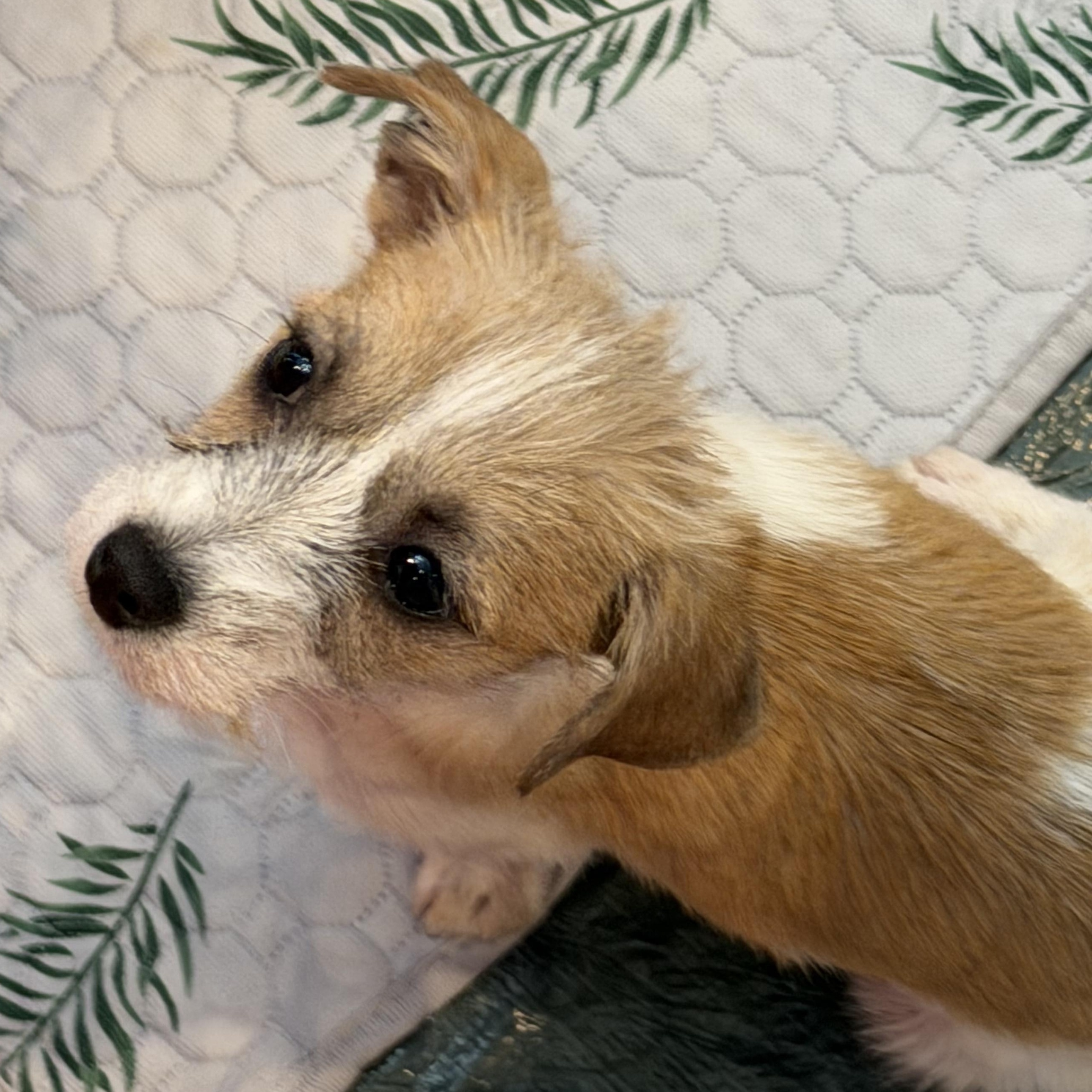 Enlarge Nicholas, an adoption pending mixed breed image 2/3