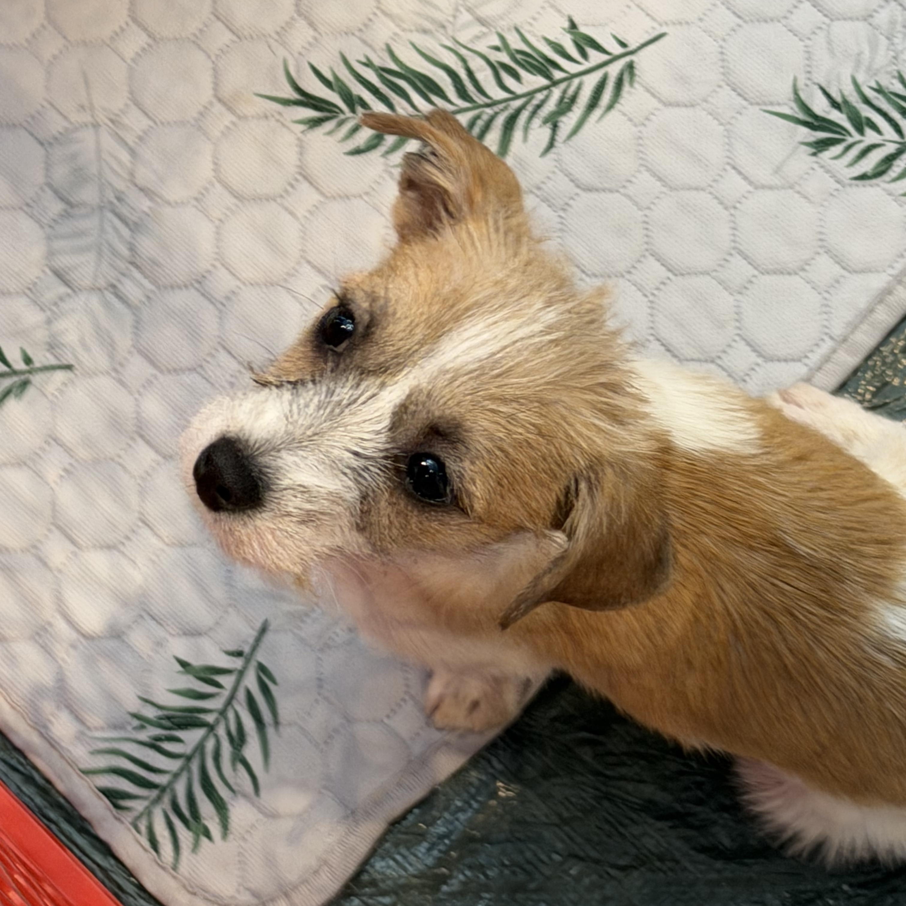 Nicholas, a ADOPTABLE mixed breed in Kannapolis, NC image 2/3