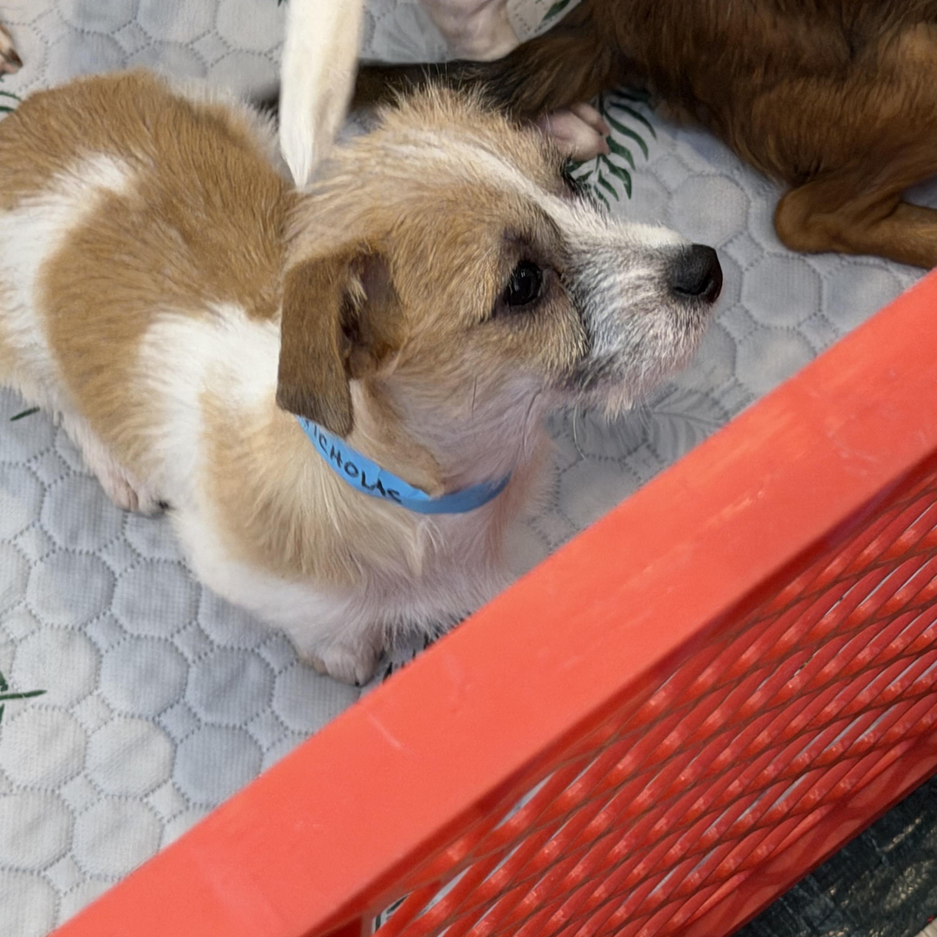 Nicholas, a ADOPTABLE mixed breed in Kannapolis, NC image 3/3