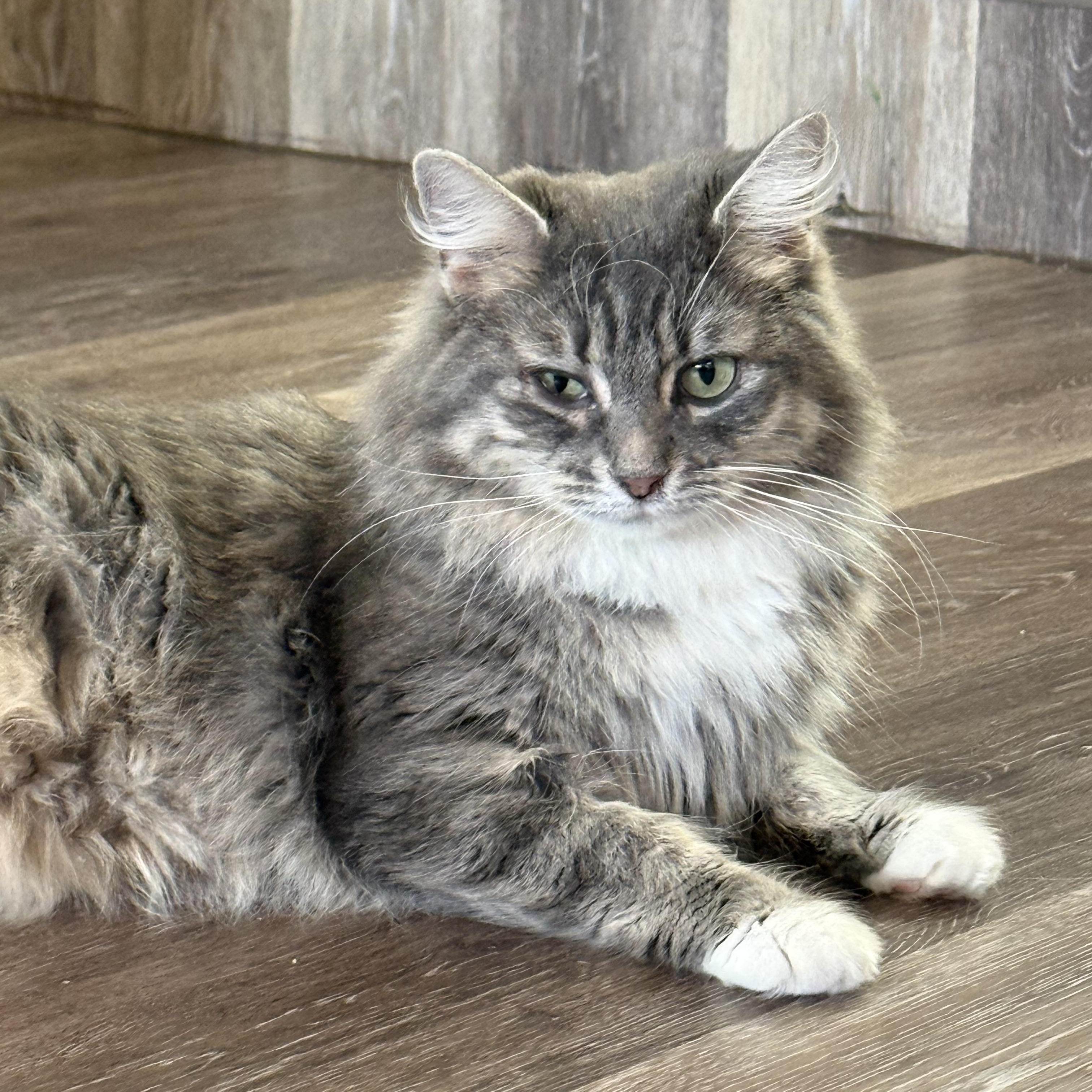 Enlarge Maeve, a ADOPTABLE Domestic Medium Hair in Coalhurst, AB image 1/1