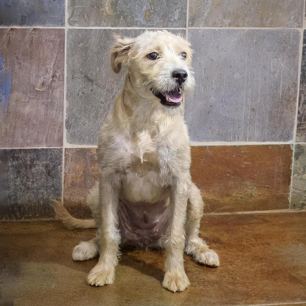 Jolene, Adoptable, Young Female Miniature Poodle & Standard Schnauzer.