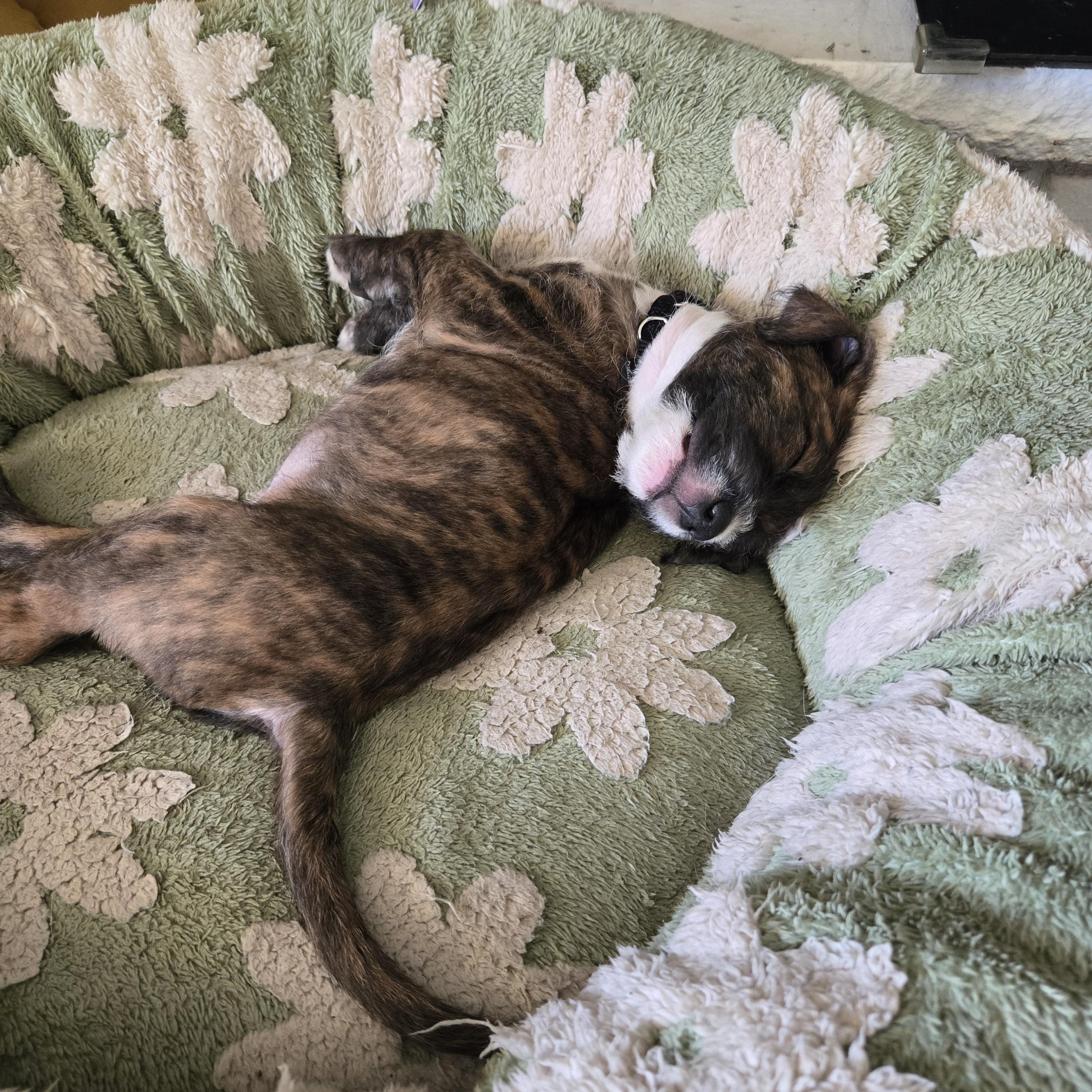 Enlarge Morty, a ADOPTABLE Mixed Breed in Watertown, WI image 5/6