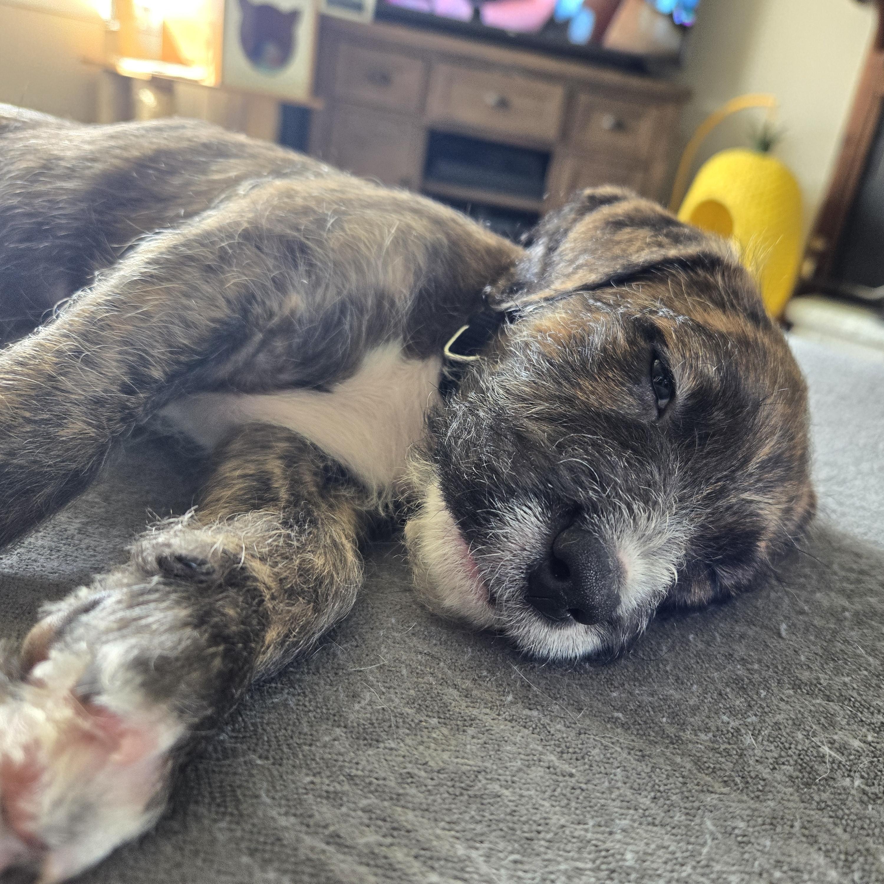 Enlarge Morty, a ADOPTABLE Mixed Breed in Watertown, WI image 6/6