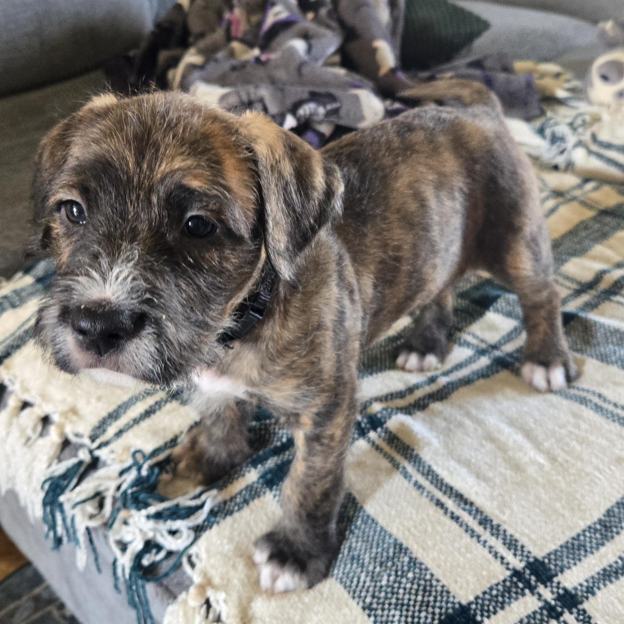 Morty, ADOPTABLE, Puppy Male Mixed Breed.