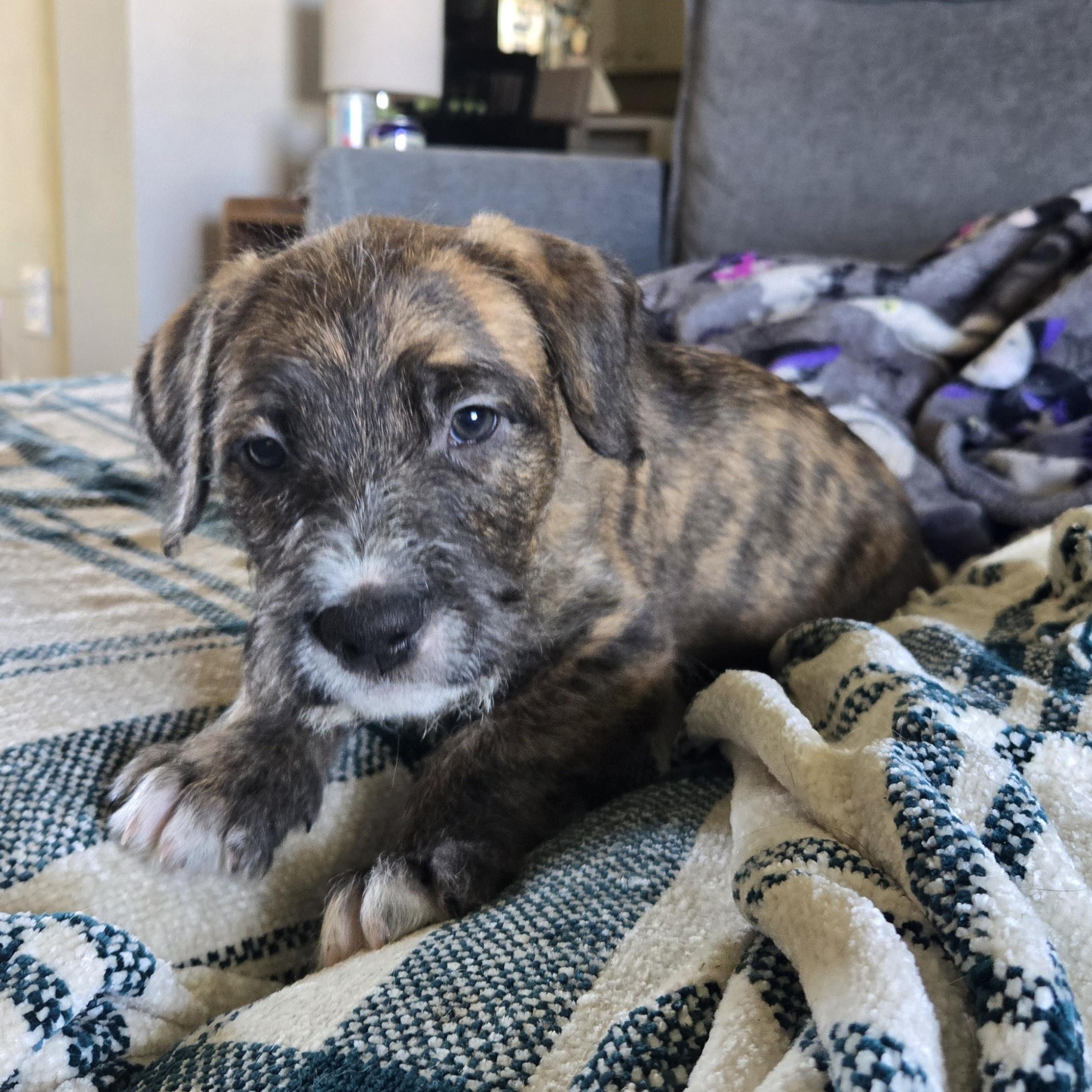 Enlarge Morty, a ADOPTABLE Mixed Breed in Watertown, WI image 3/6