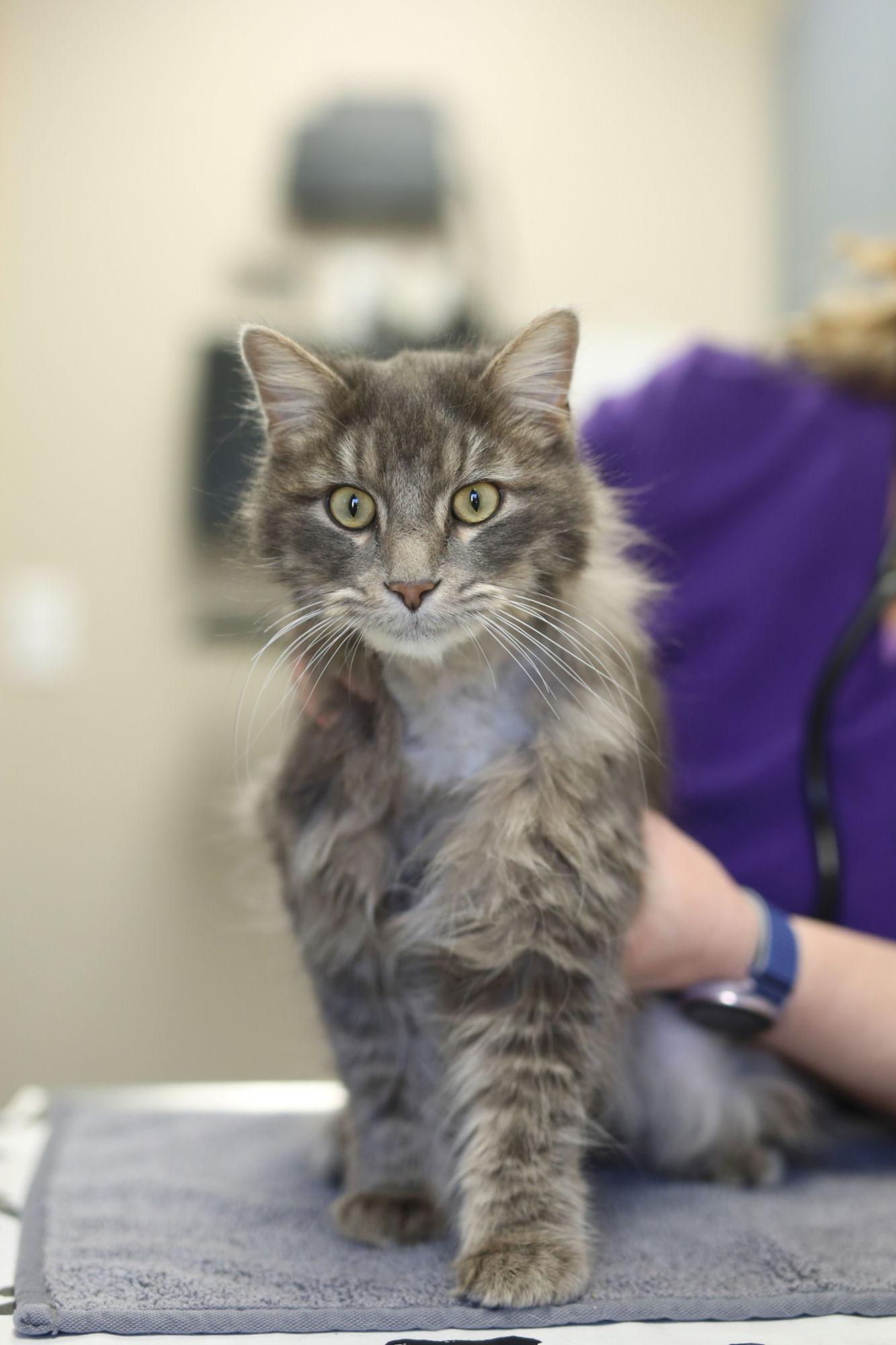 Enlarge Purcell, a Adoptable Domestic Medium Hair in New Prague, MN image 1/2