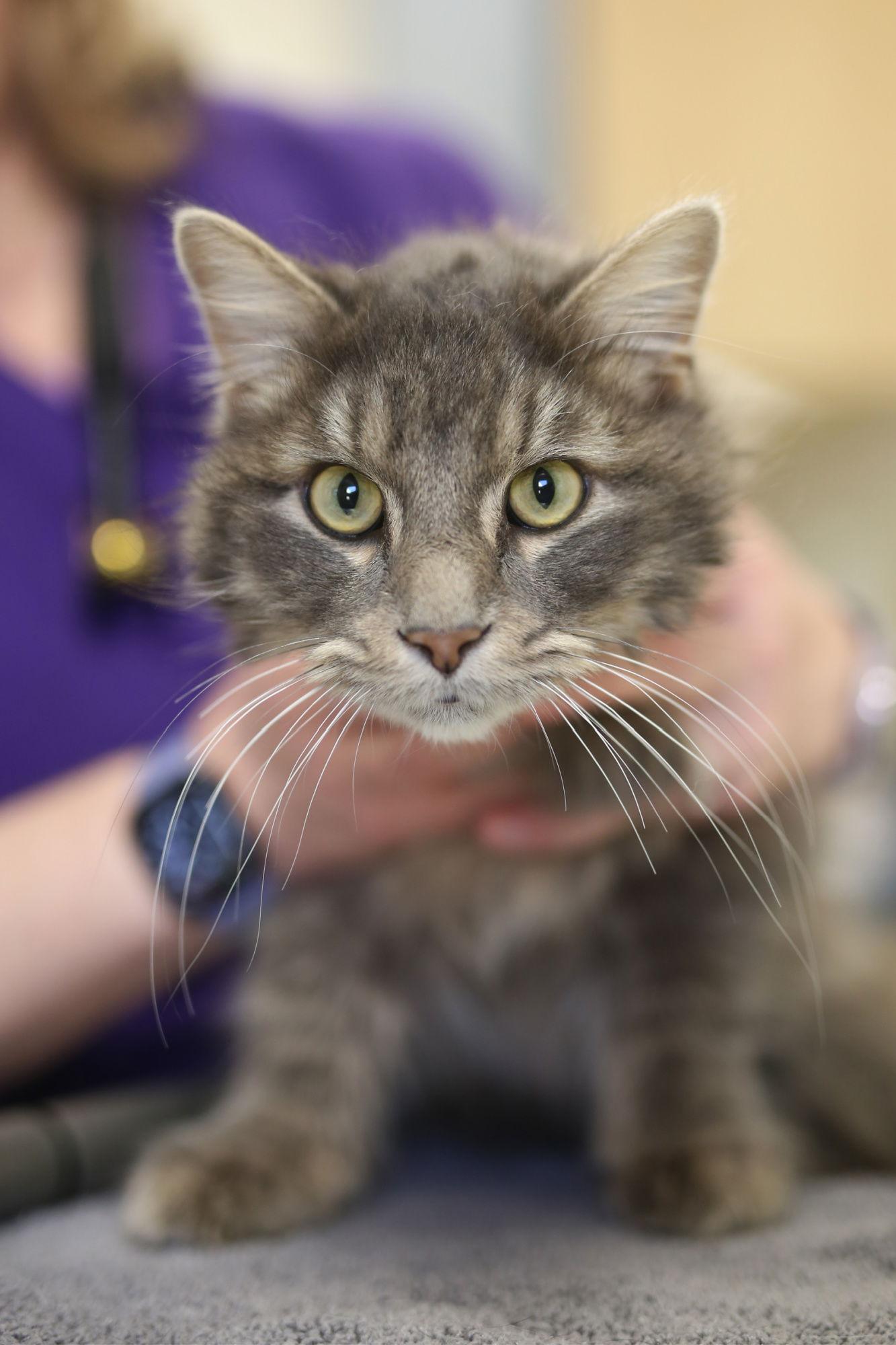 Enlarge Purcell, a Adoptable Domestic Medium Hair in New Prague, MN image 2/2