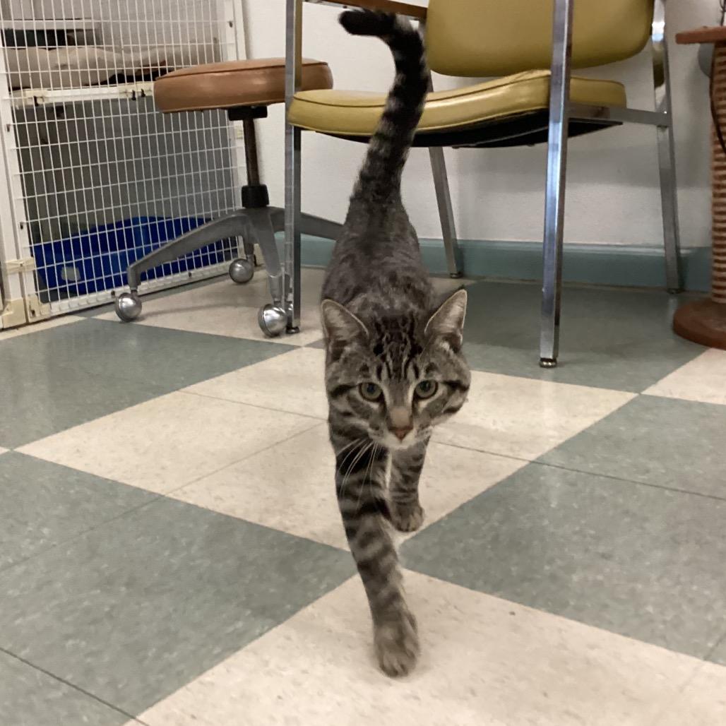 Enlarge Gandalf, a Adoptable Domestic Short Hair in Mount Shasta, CA image 1/2