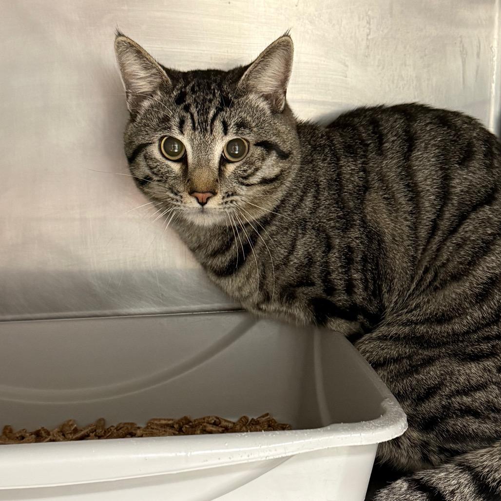 Enlarge Gandalf, a Adoptable Domestic Short Hair in Mount Shasta, CA image 2/2