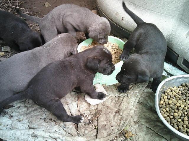 GLITTERS PUPS, a Adoptable mixed breed in Kellyville, OK image 1/6