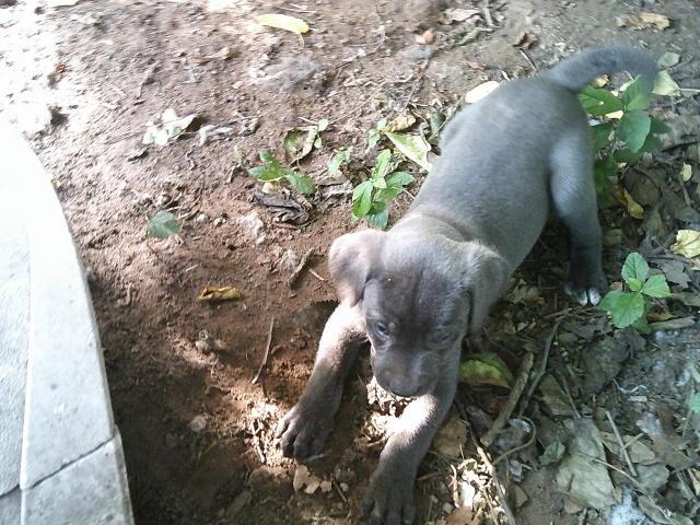 GLITTERS PUPS, a Adoptable mixed breed in Kellyville, OK image 2/6