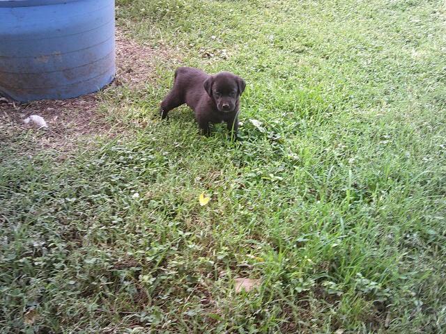 GLITTERS PUPS, a Adoptable mixed breed in Kellyville, OK image 3/6