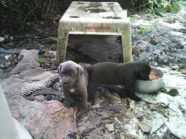 GLITTERS PUPS, a Adoptable mixed breed in Kellyville, OK image 4/6